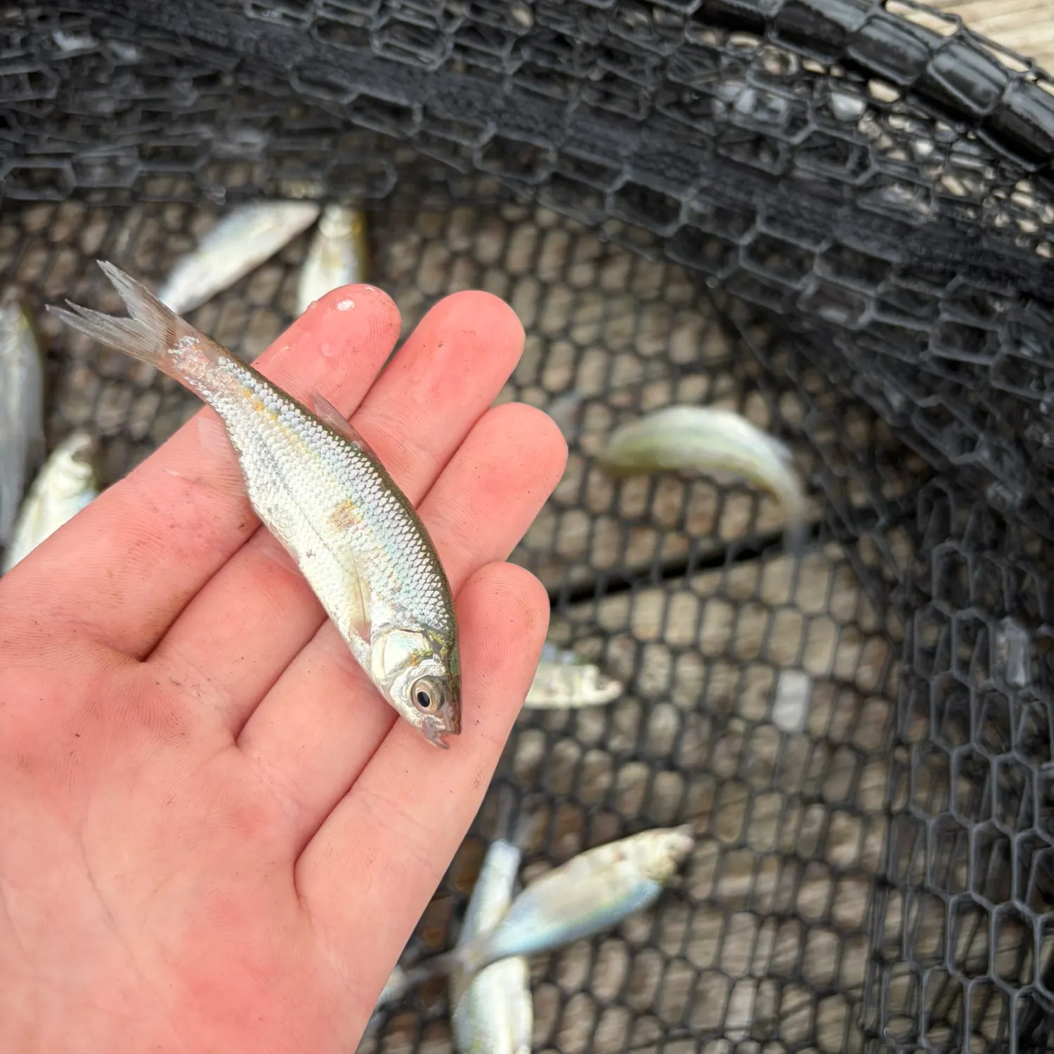 Golden shiner caught on Fishbrain