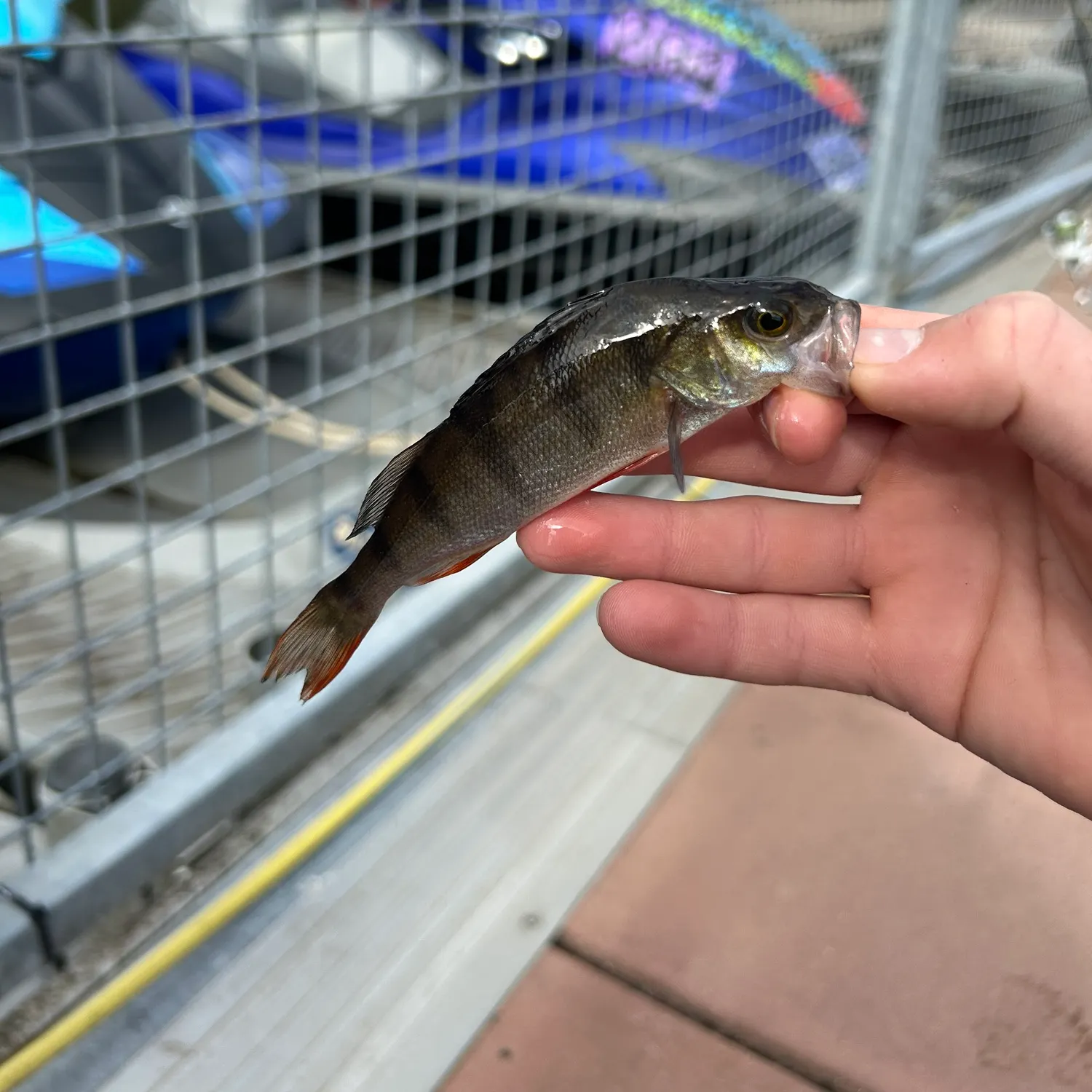 catch