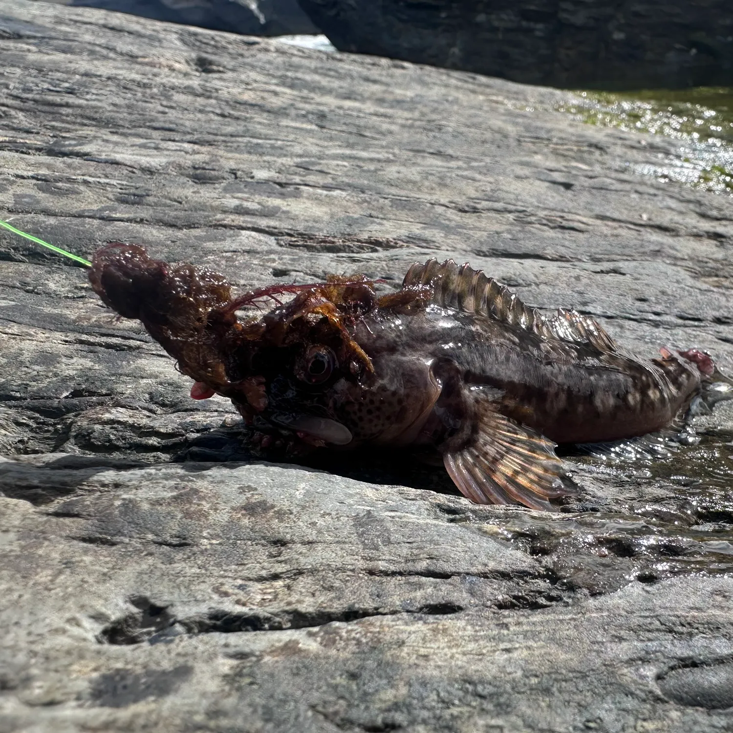 Brown rockfish caught on Fishbrain