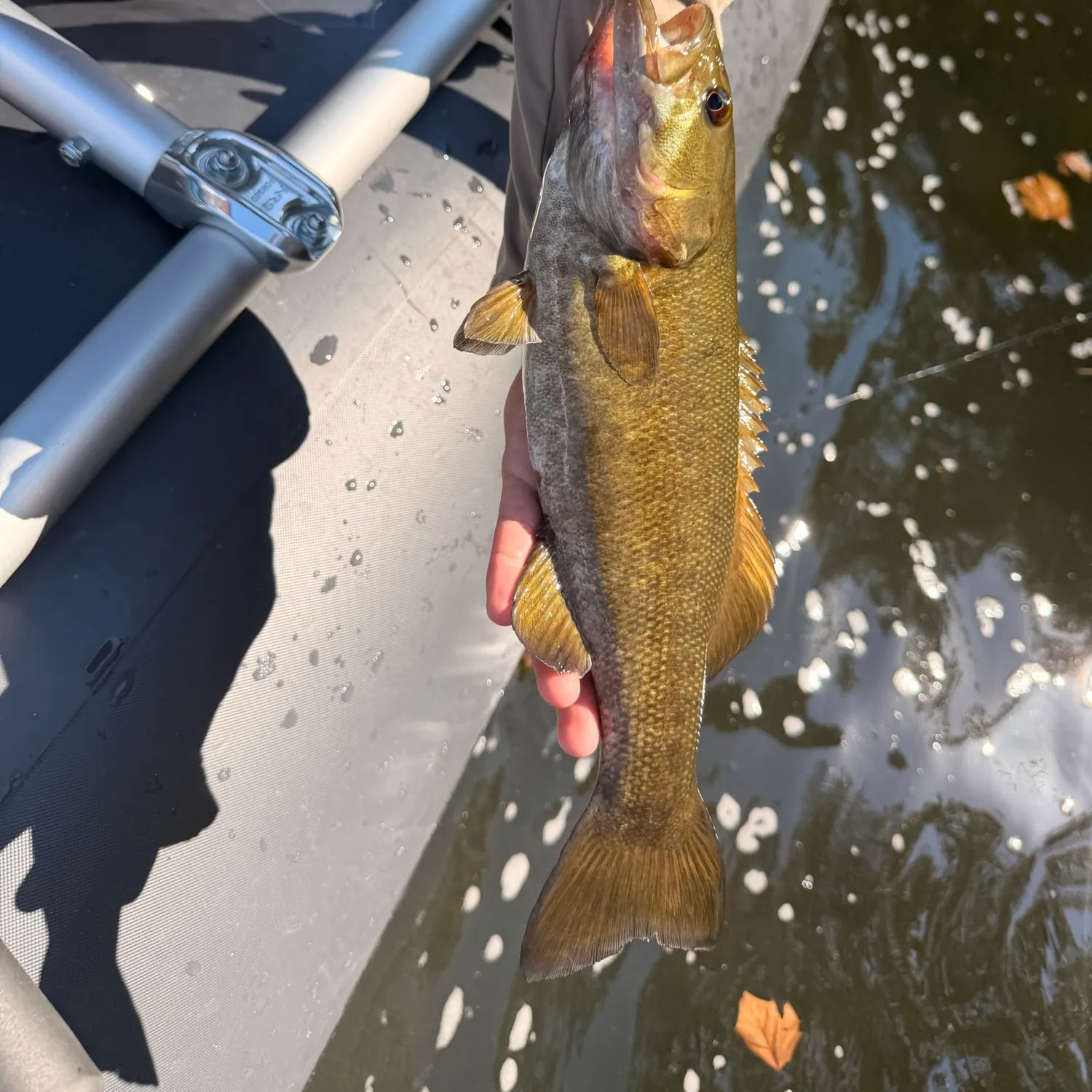 Smallmouth bass caught on Fishbrain
