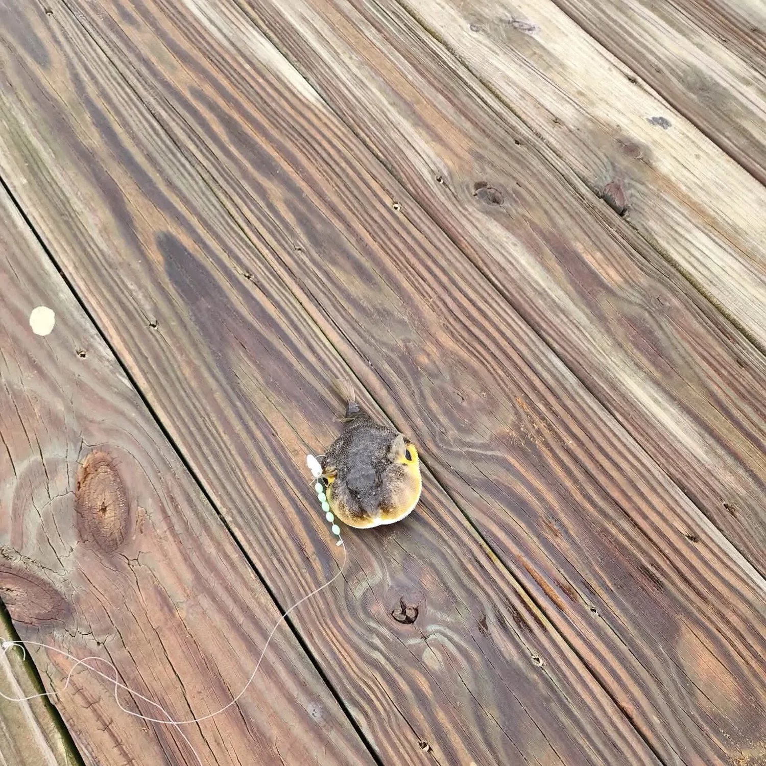 Northern puffer caught on Fishbrain