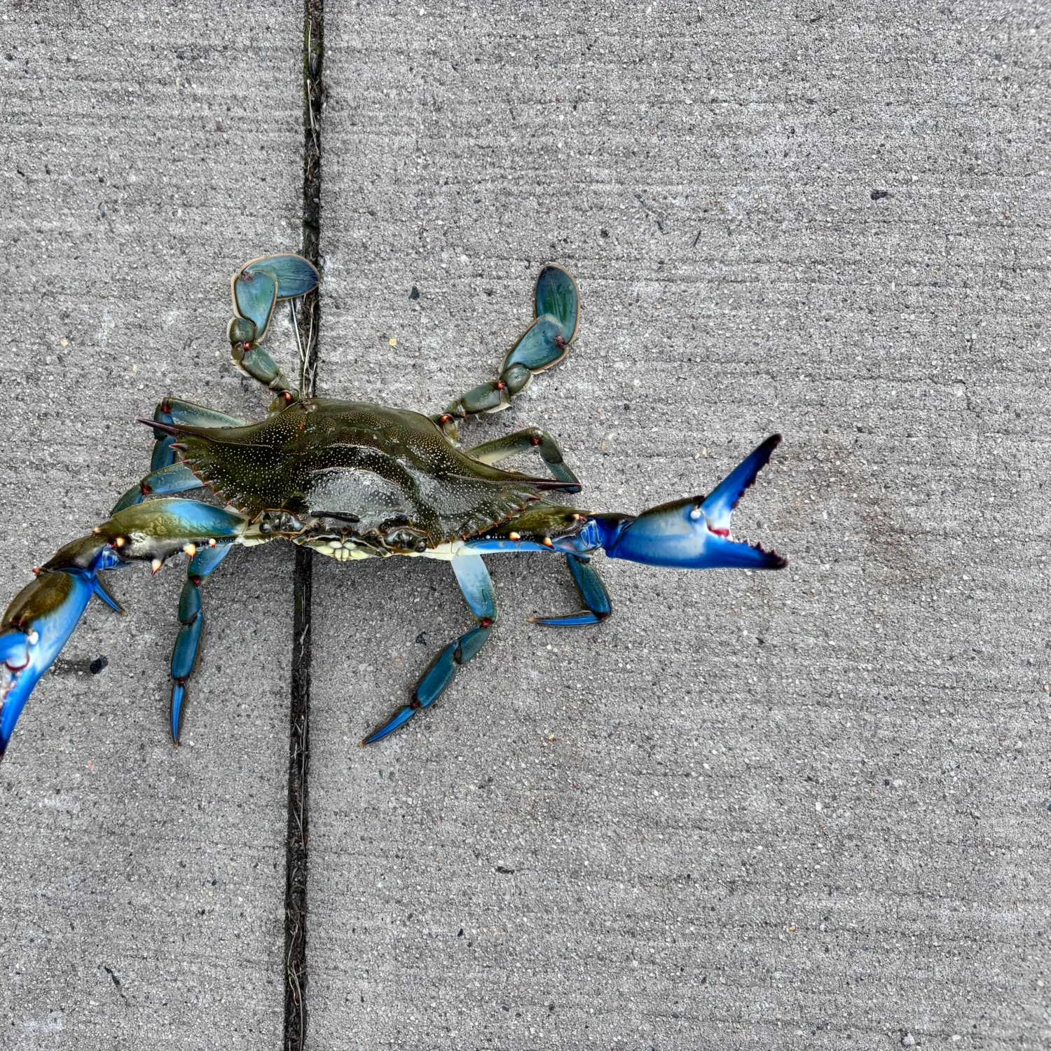 Blue crab caught on Fishbrain