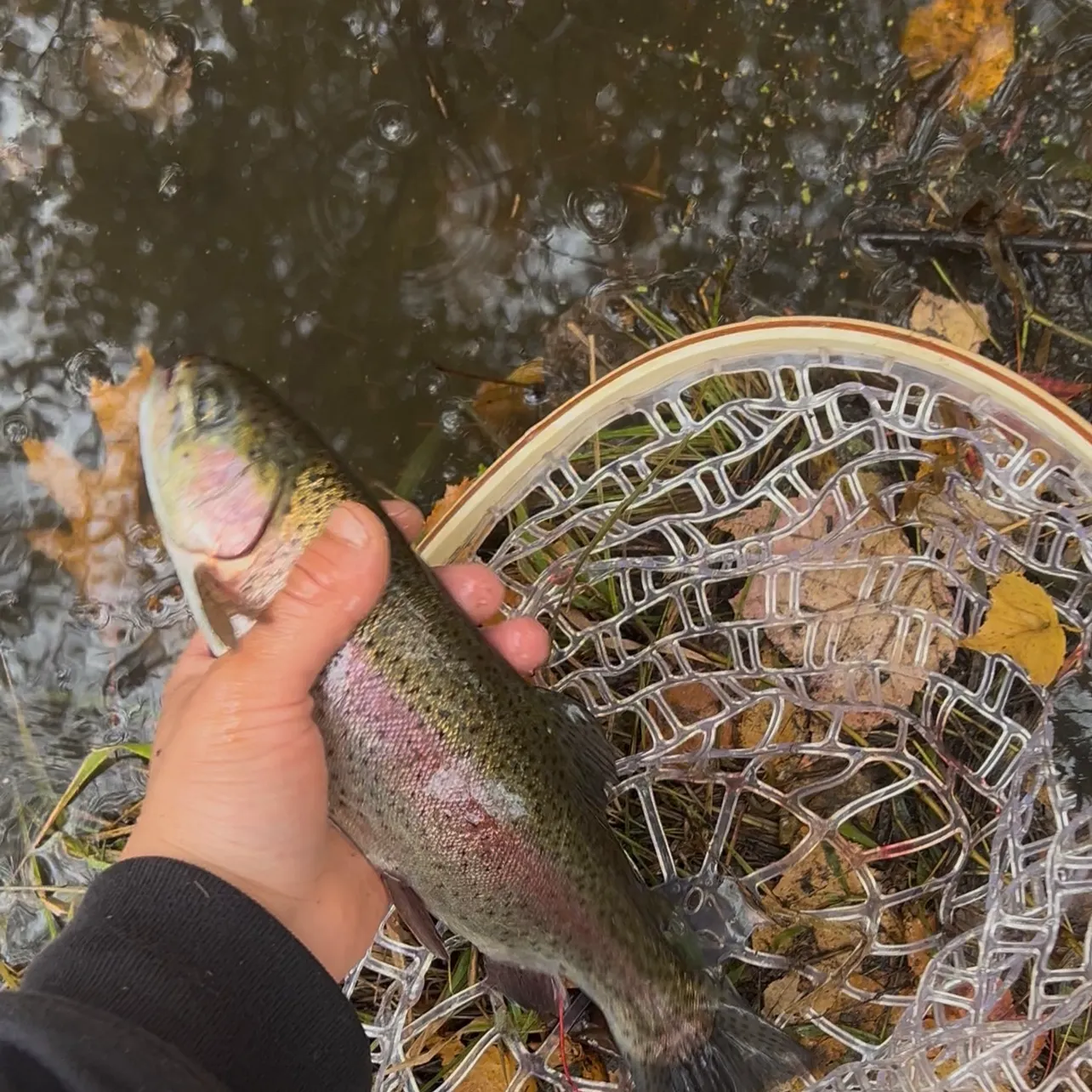 Rainbow trout caught on Fishbrain