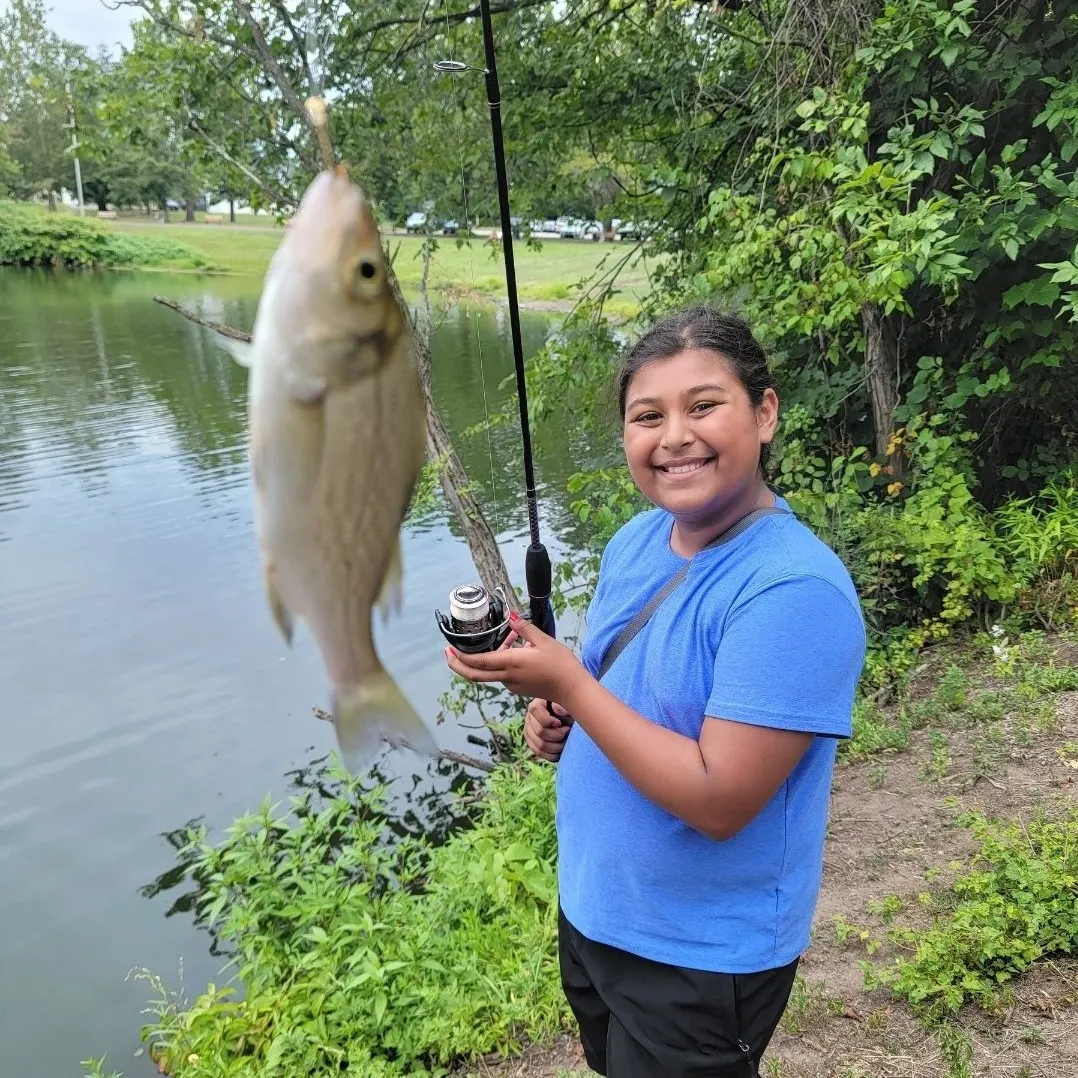 The most recent Silver shiner catches on Fishbrain