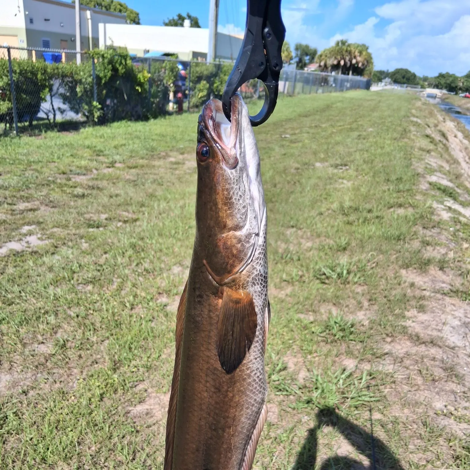 Bullseye snakehead caught on Fishbrain