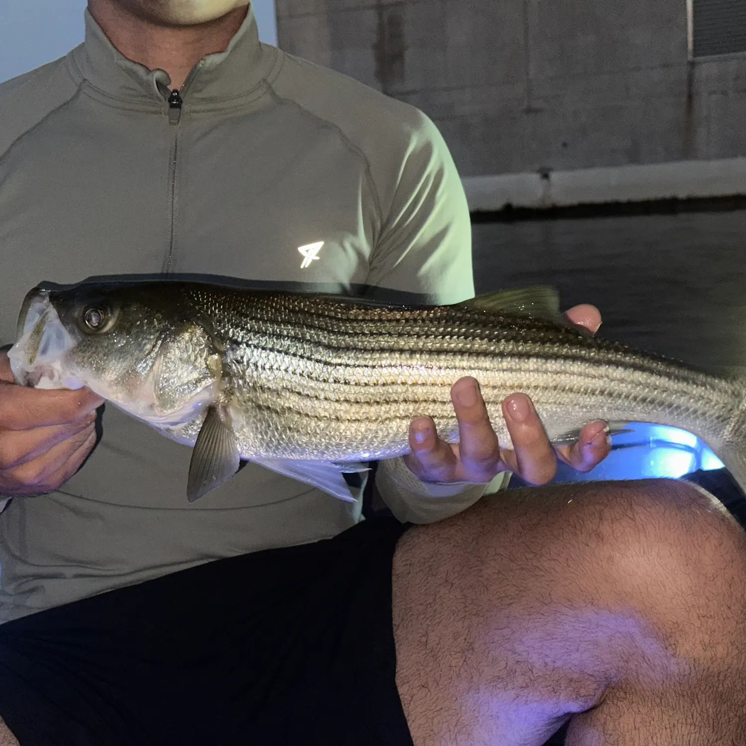 Striped bass caught on Fishbrain