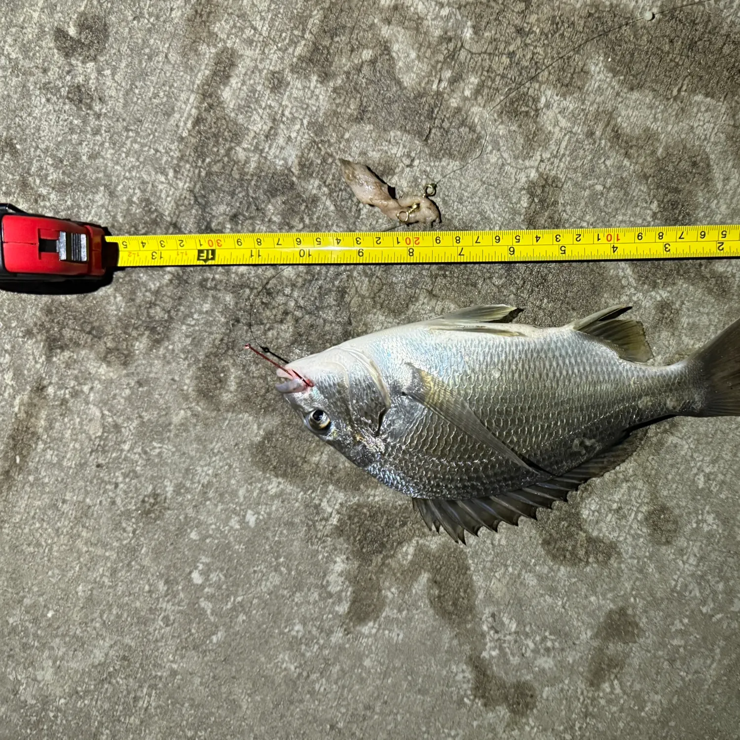 Southern black bream caught on Fishbrain