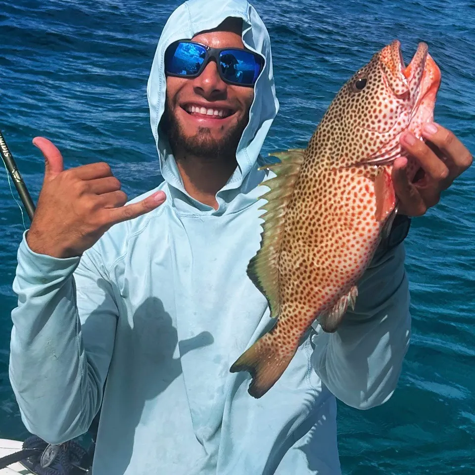 The most recent Red hind grouper catches on Fishbrain