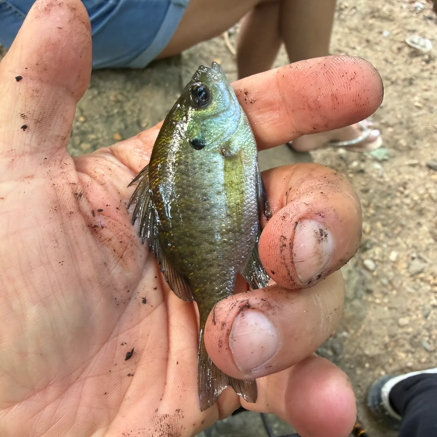Bluegill caught on Fishbrain