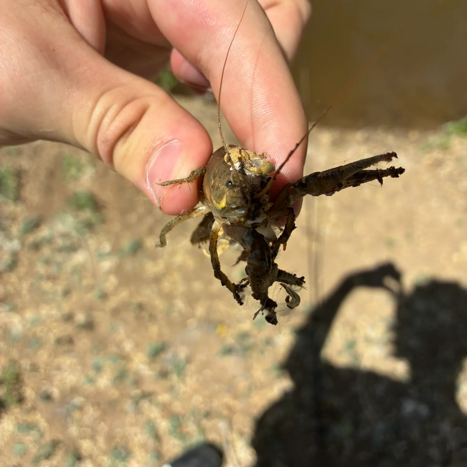 Fish caught on Fishbrain
