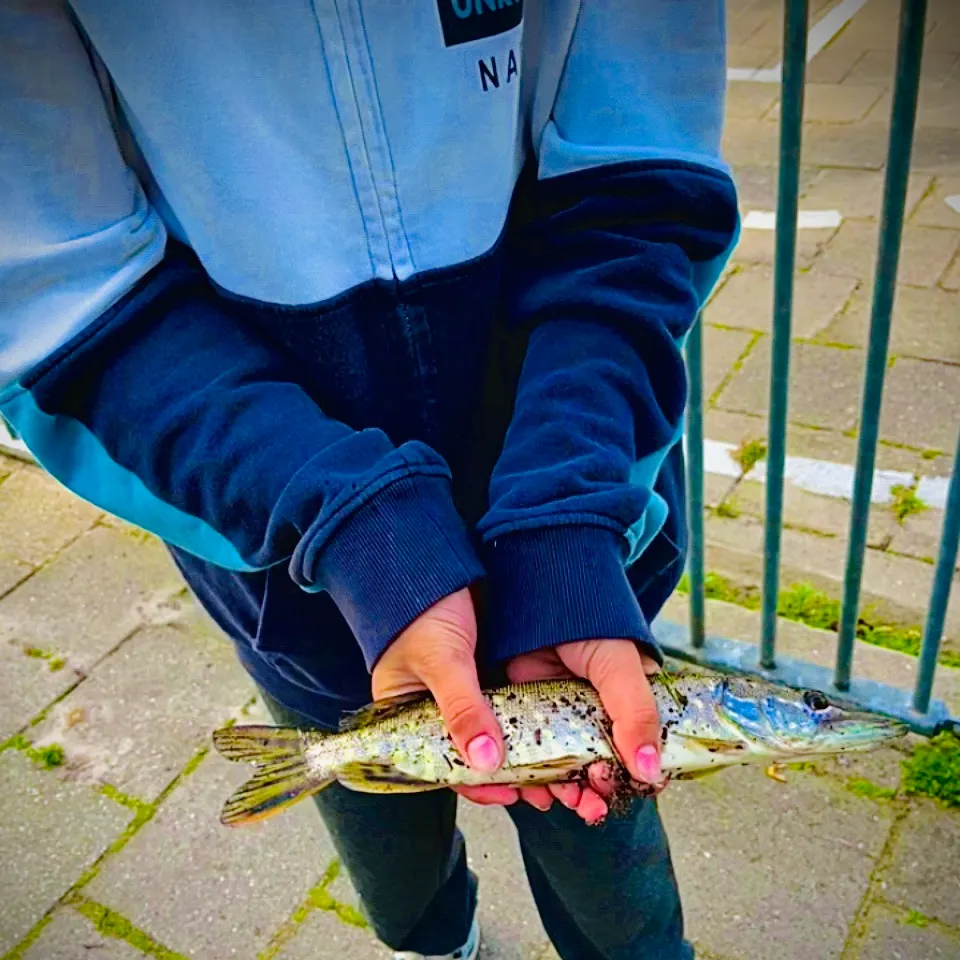 Northern pike caught on Fishbrain