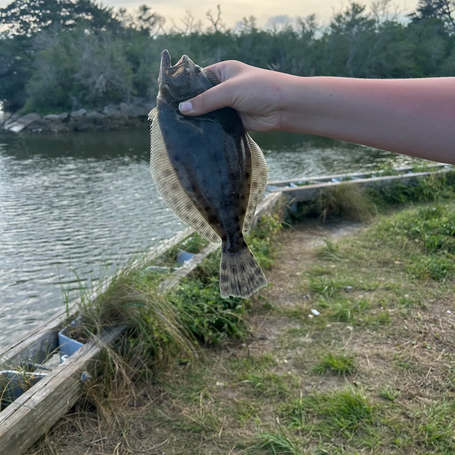 The most recent Summer flounder catches on Fishbrain