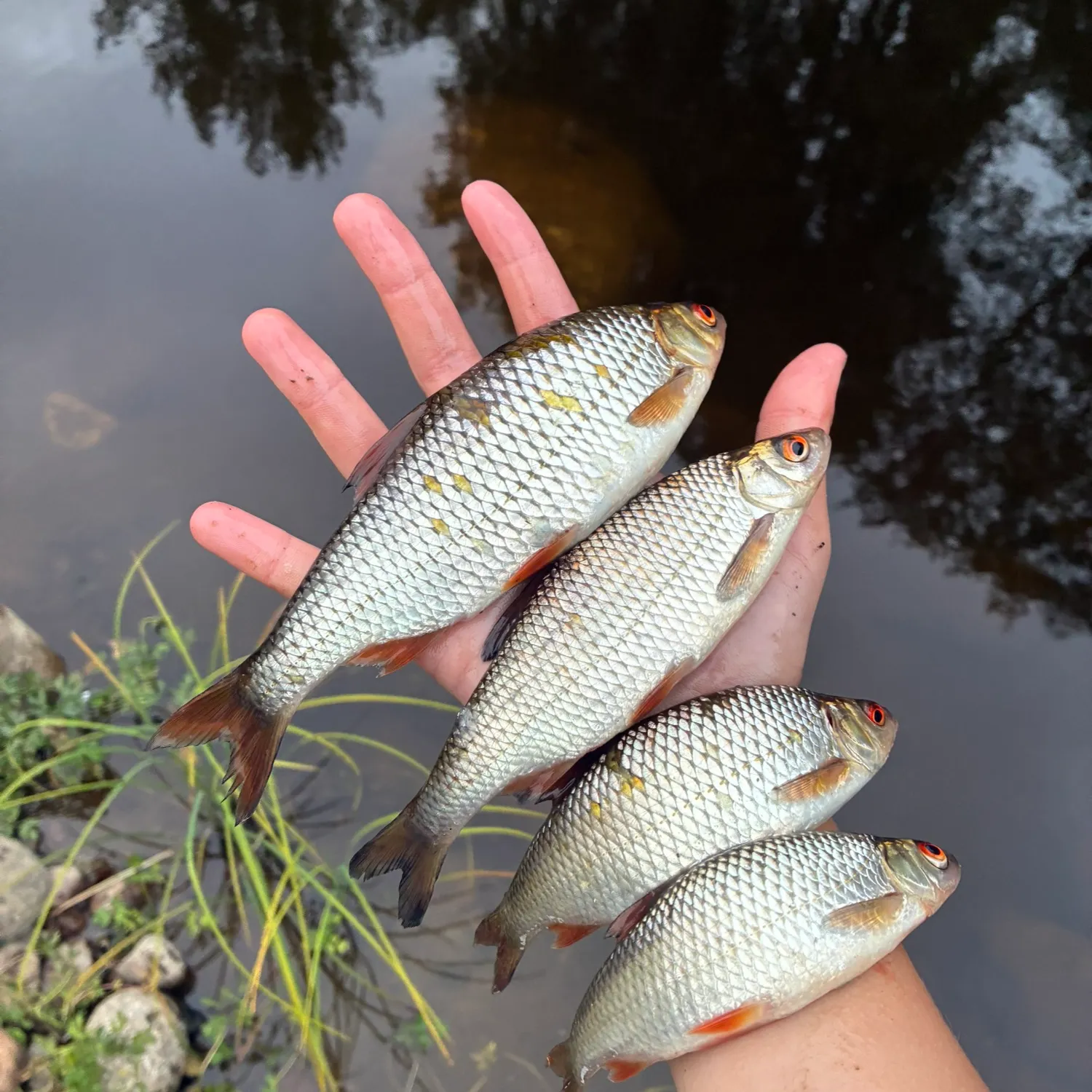 Common roach caught on Fishbrain