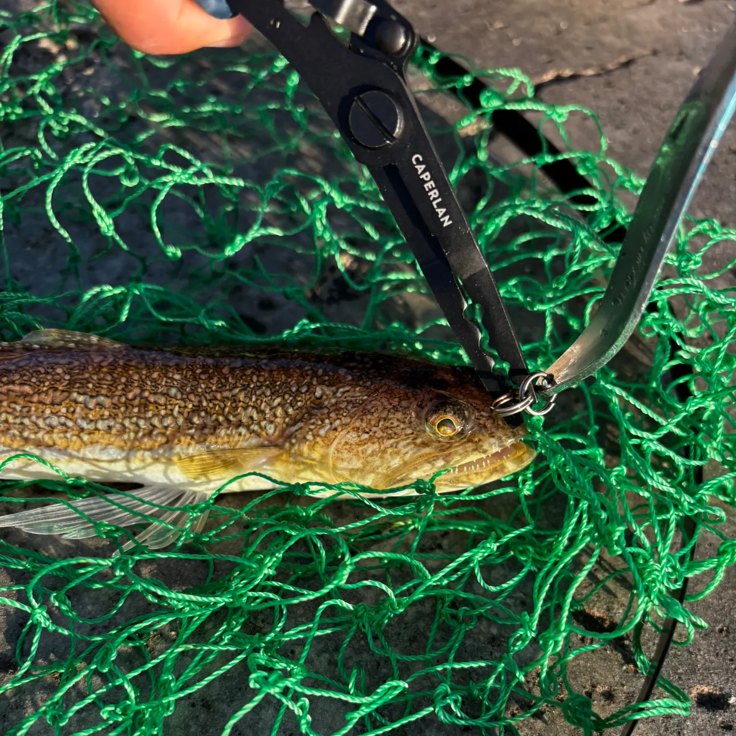 The most recent Greater weever catches on Fishbrain