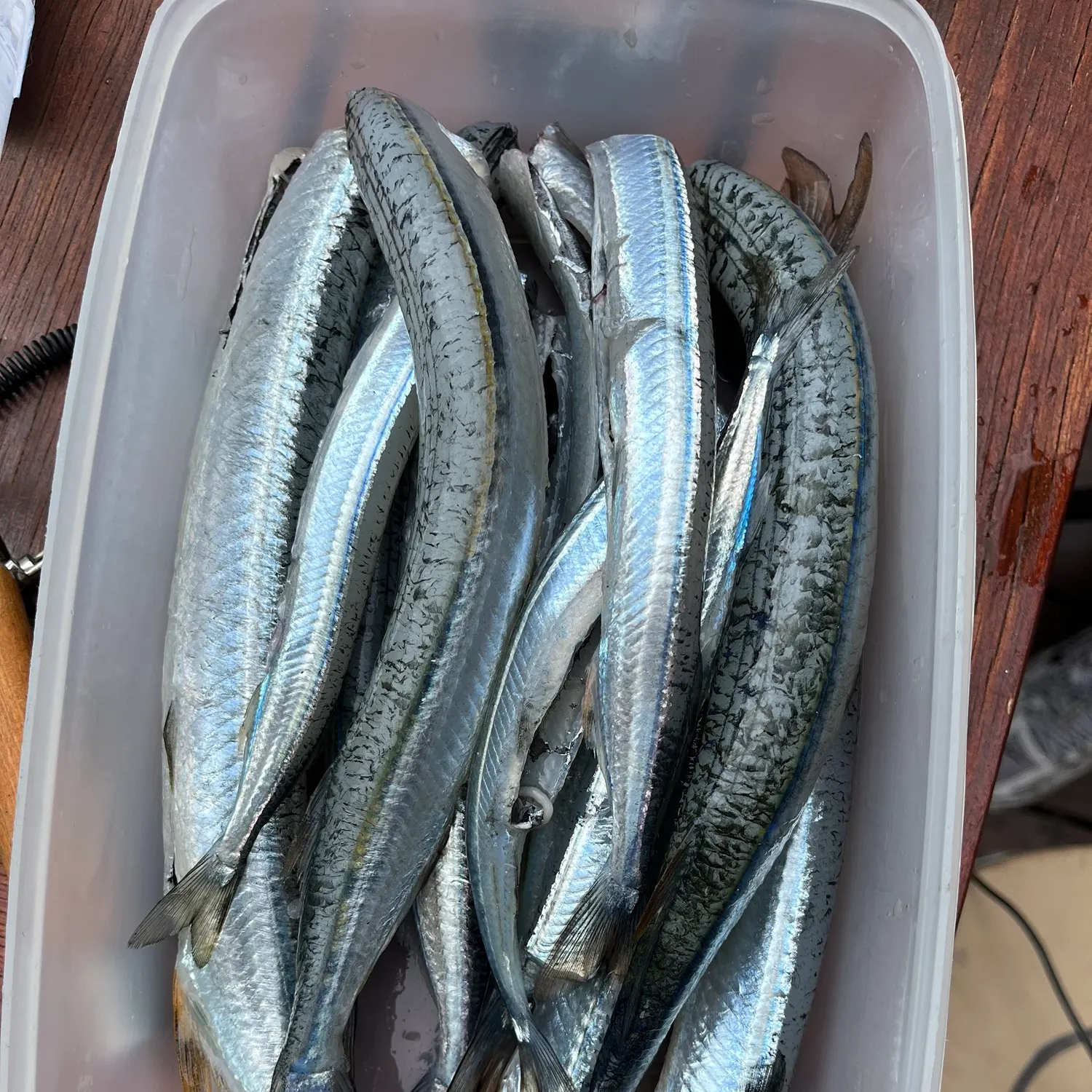 The most recent Eastern sea garfish catches on Fishbrain