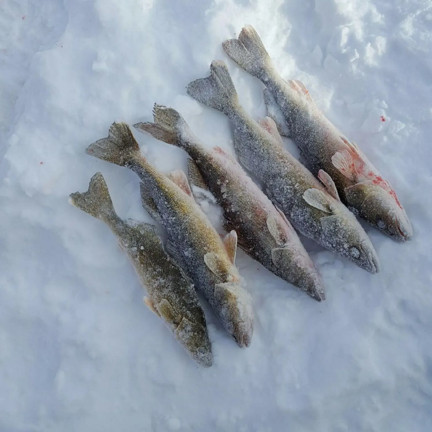 recently logged catches