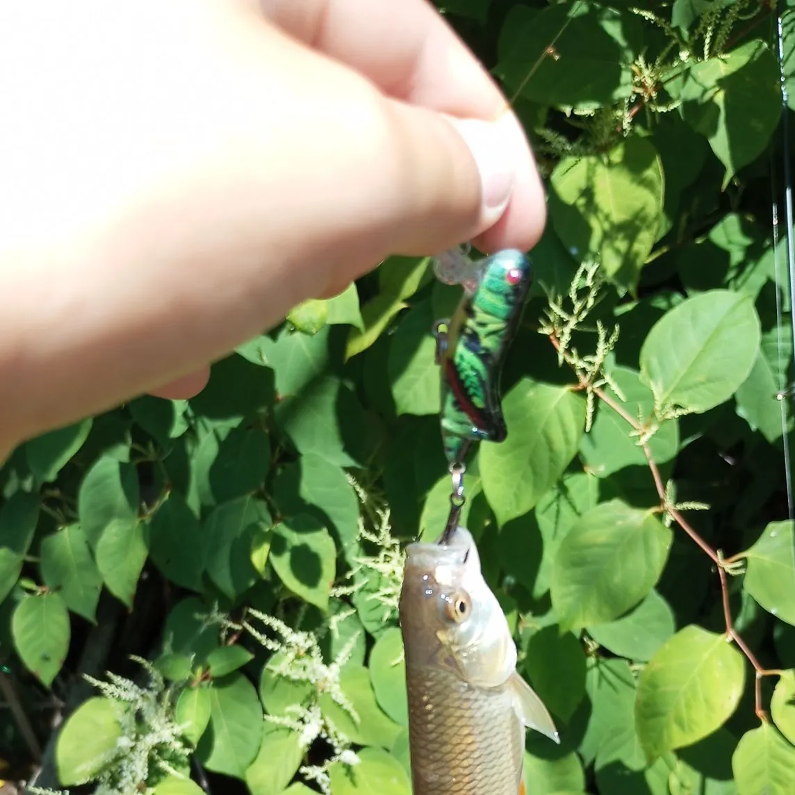 European chub caught on Fishbrain