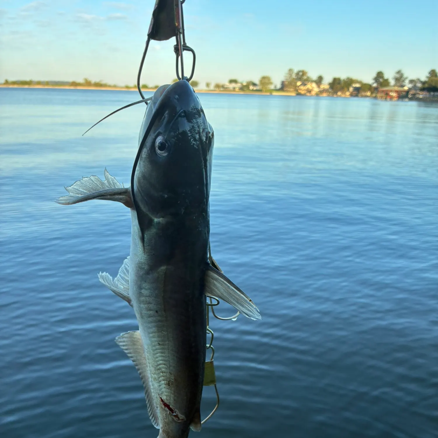 Channel catfish caught on Fishbrain
