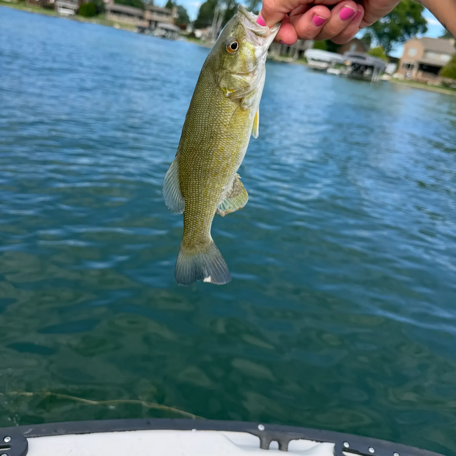 Smallmouth bass caught on Fishbrain