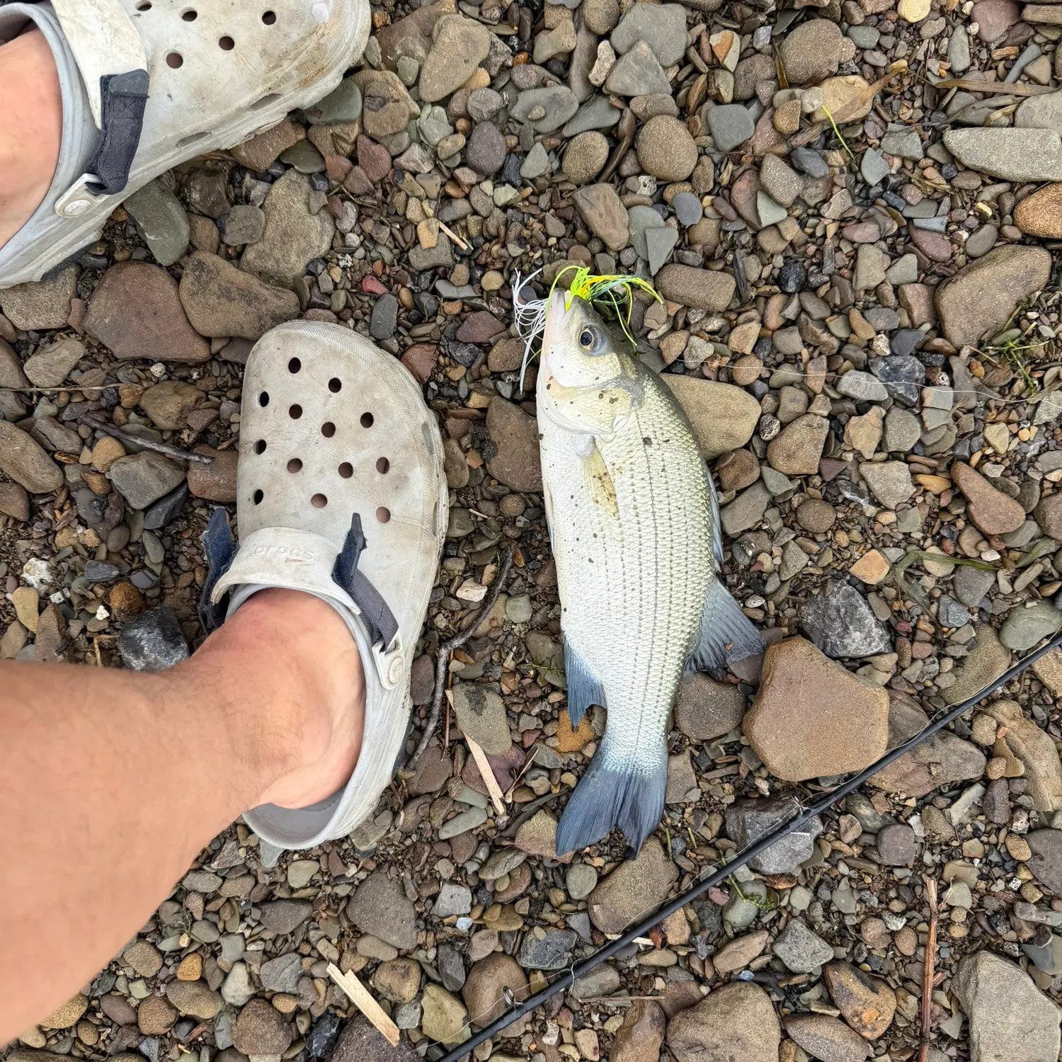 The most recent White bass catches on Fishbrain