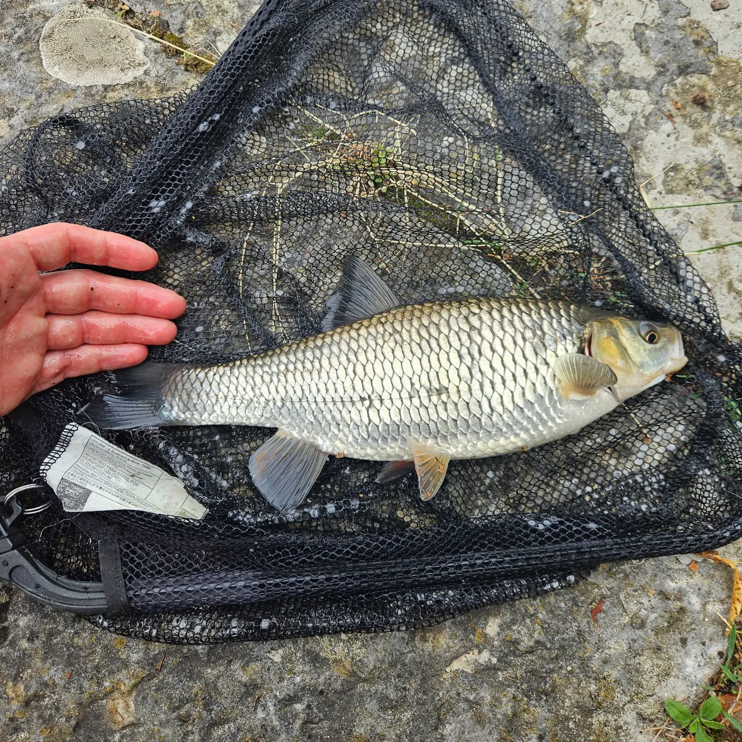 European chub caught on Fishbrain