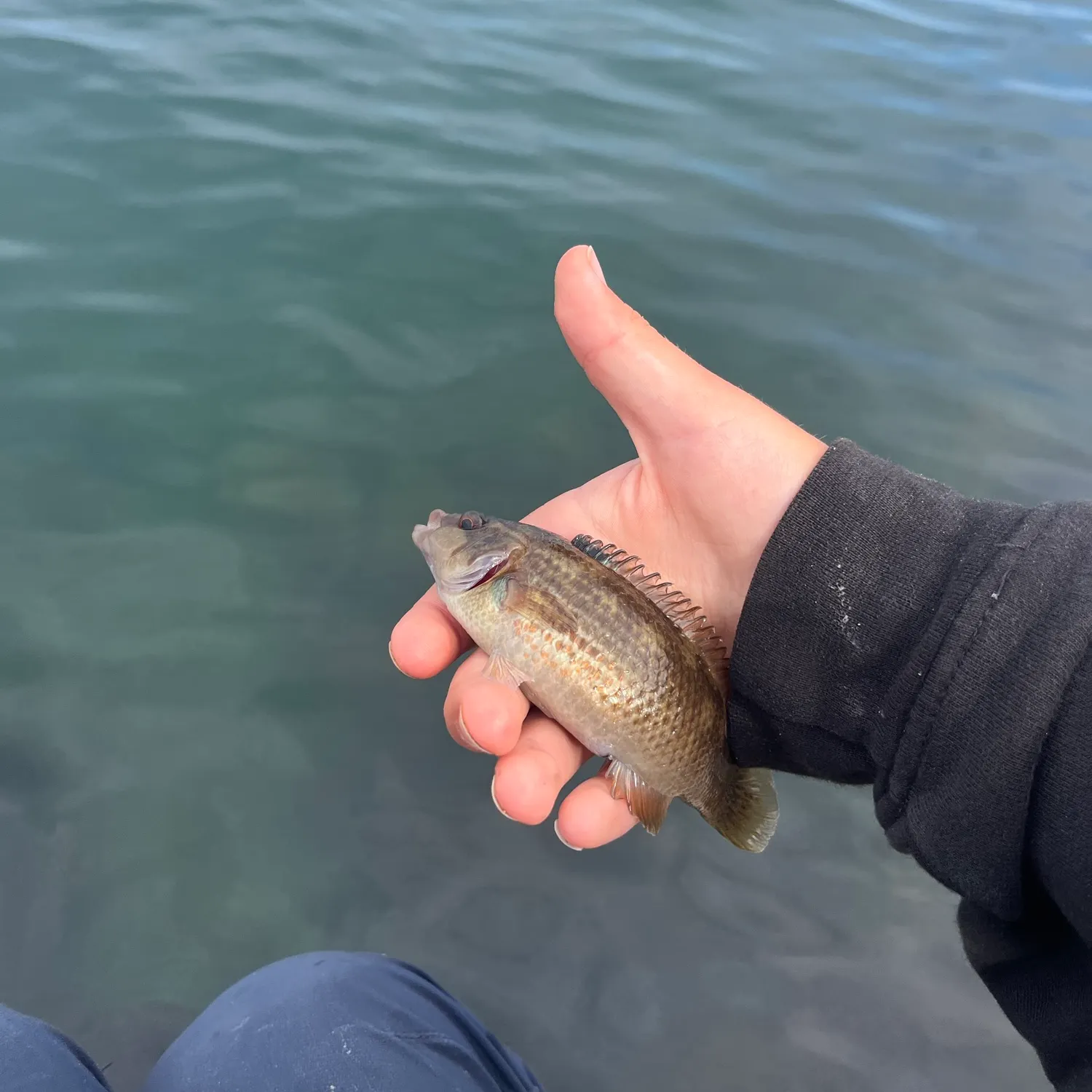 Goldsinny wrasse caught on Fishbrain