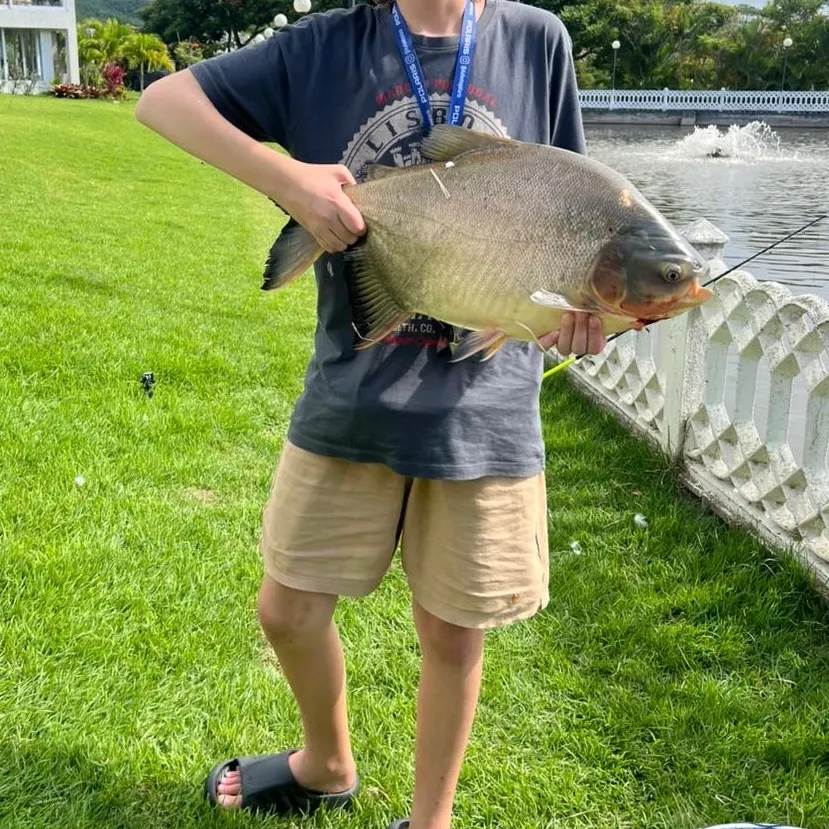The most recent Black pacu catches on Fishbrain