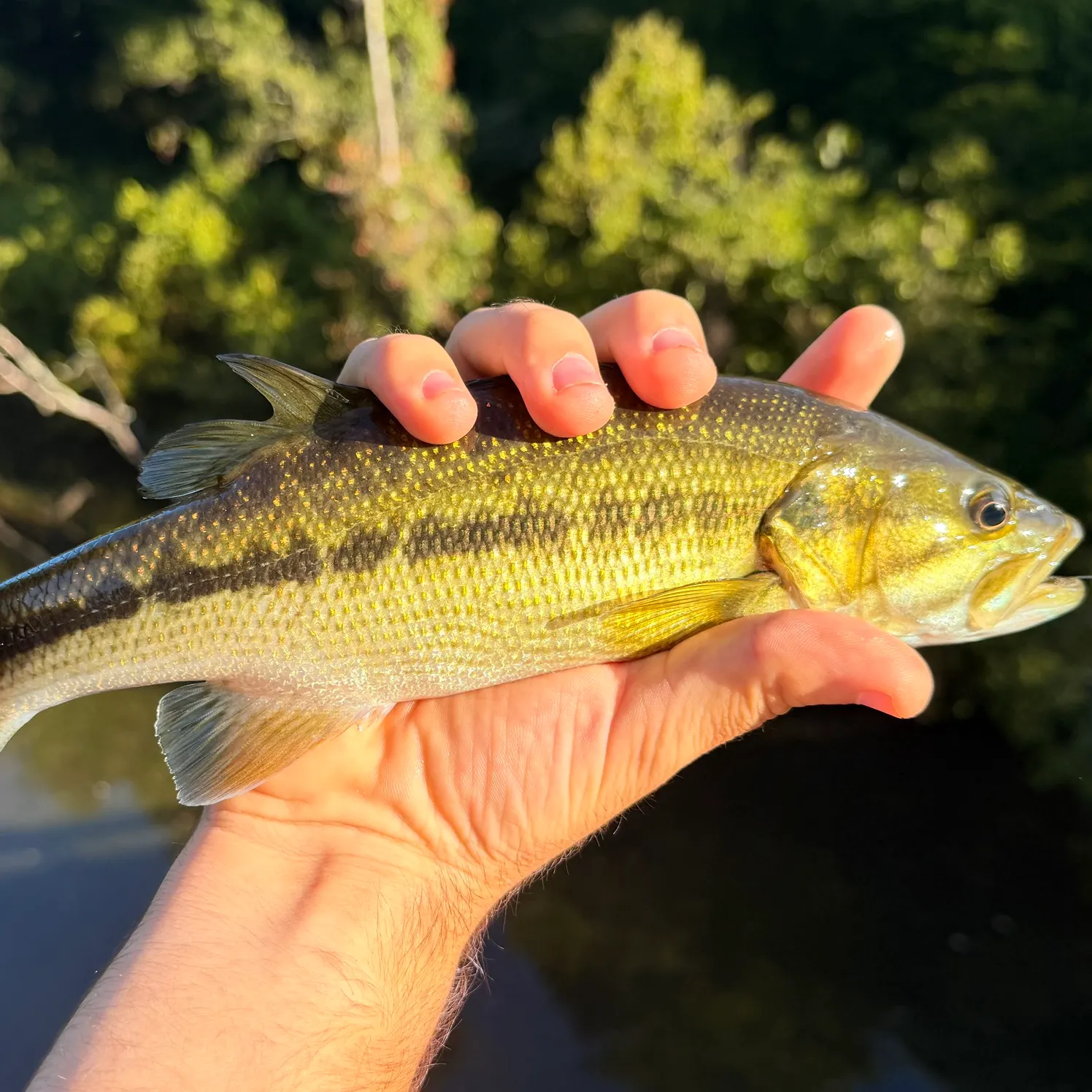 Spotted bass caught on Fishbrain