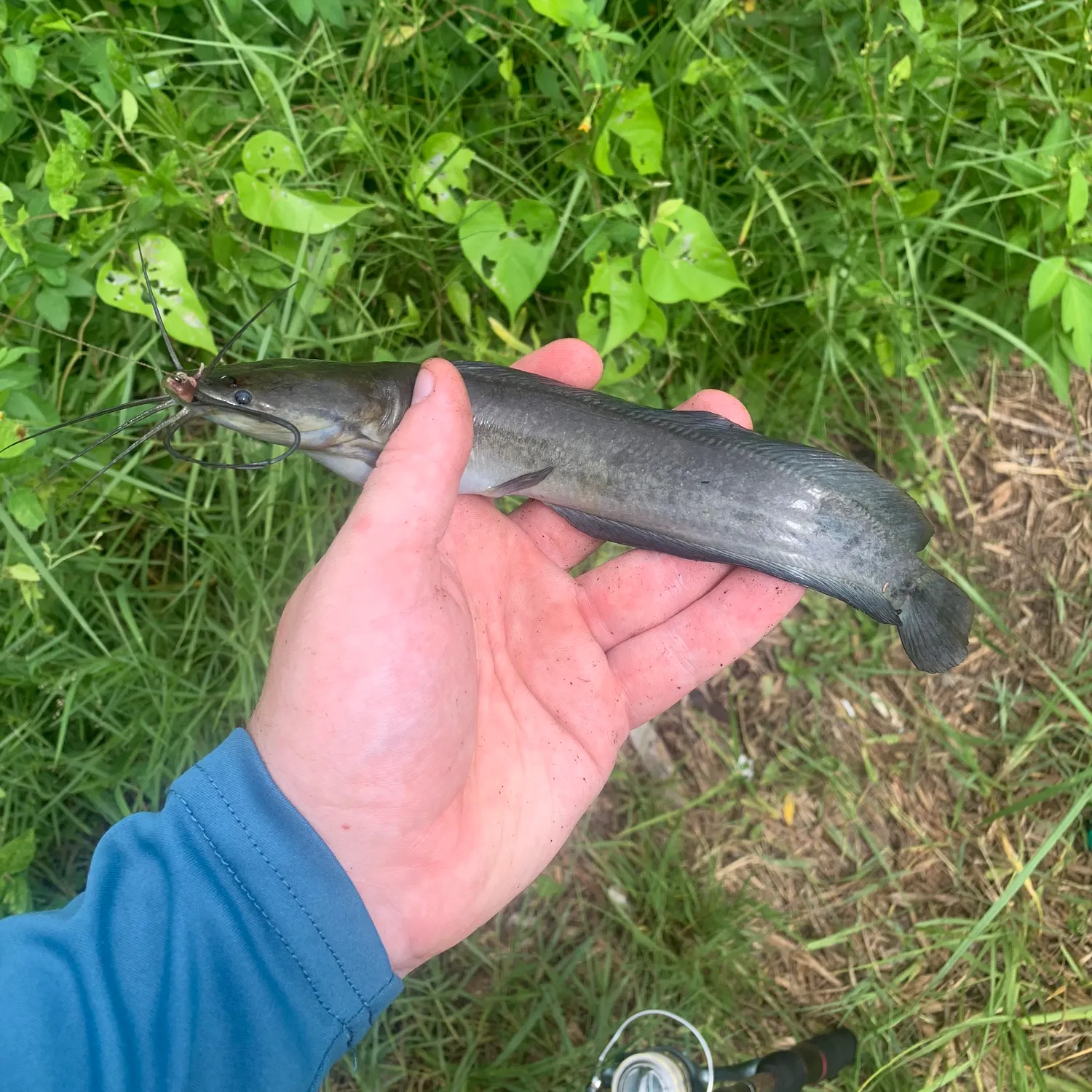 The most recent Walking catfish catches on Fishbrain