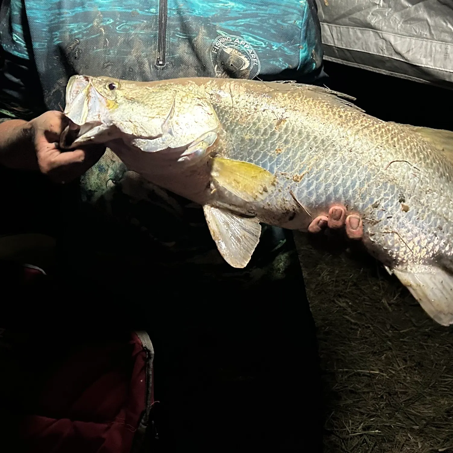 The most recent Barramundi catches on Fishbrain