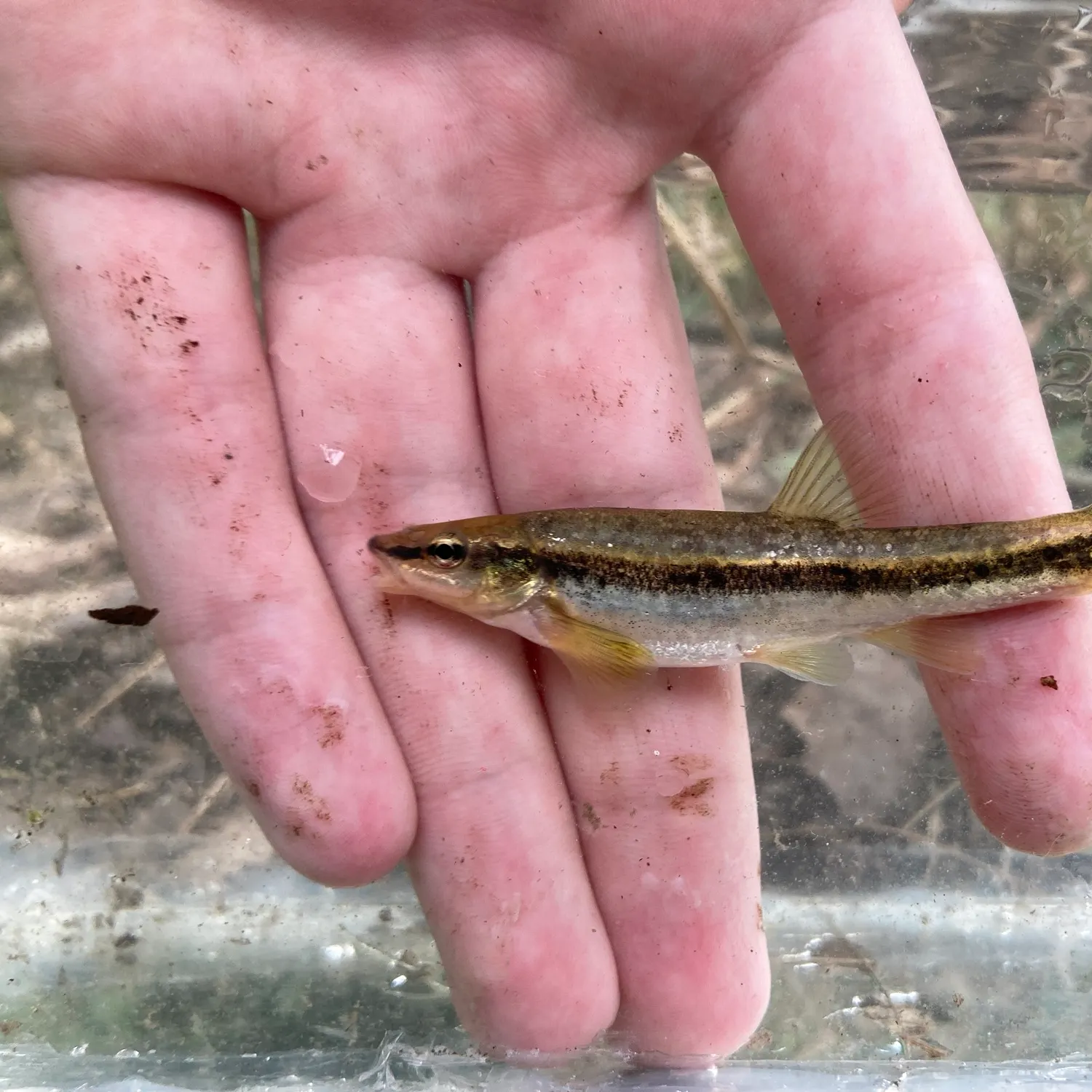 The most recent Western blacknose dace catches on Fishbrain