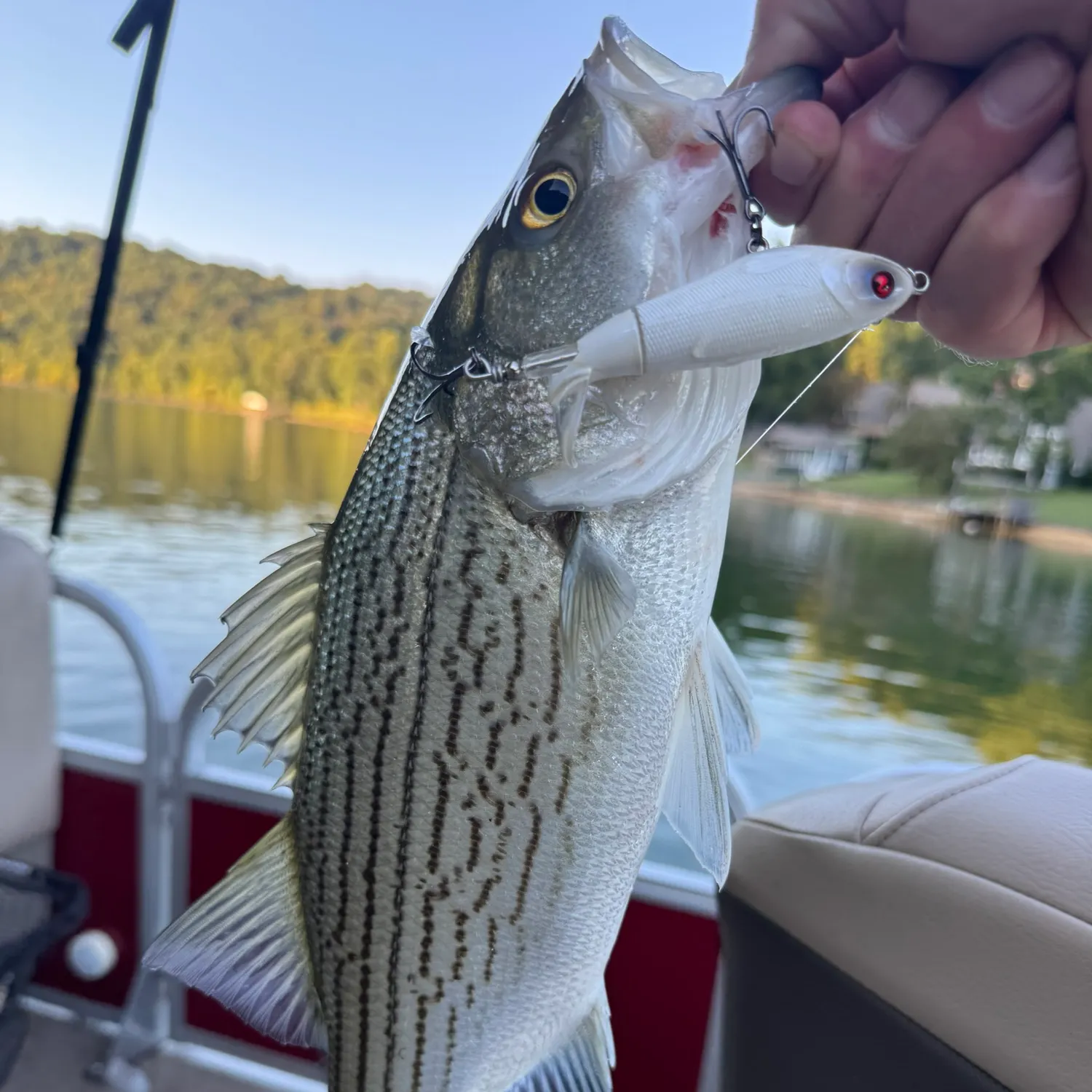Wiper caught on Fishbrain
