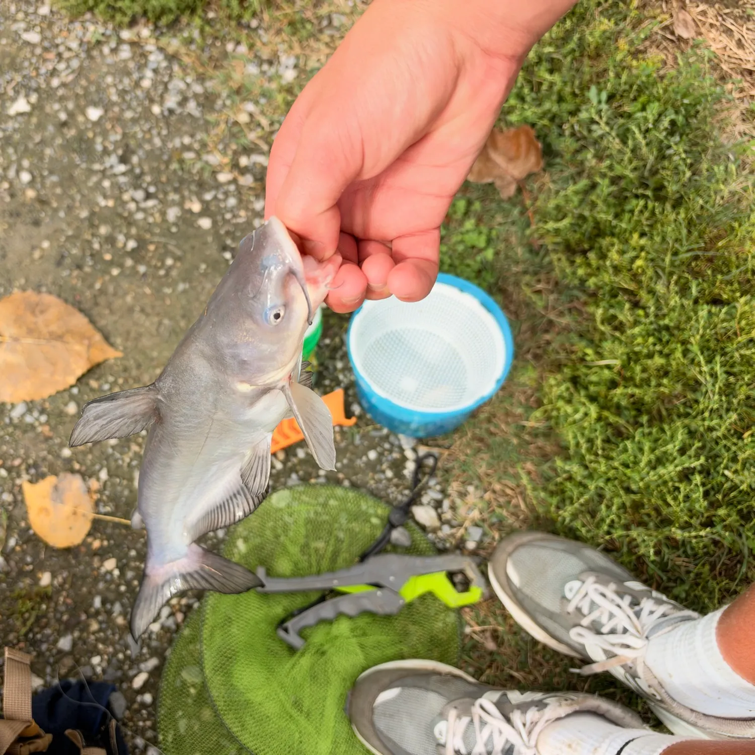 Blue catfish caught on Fishbrain