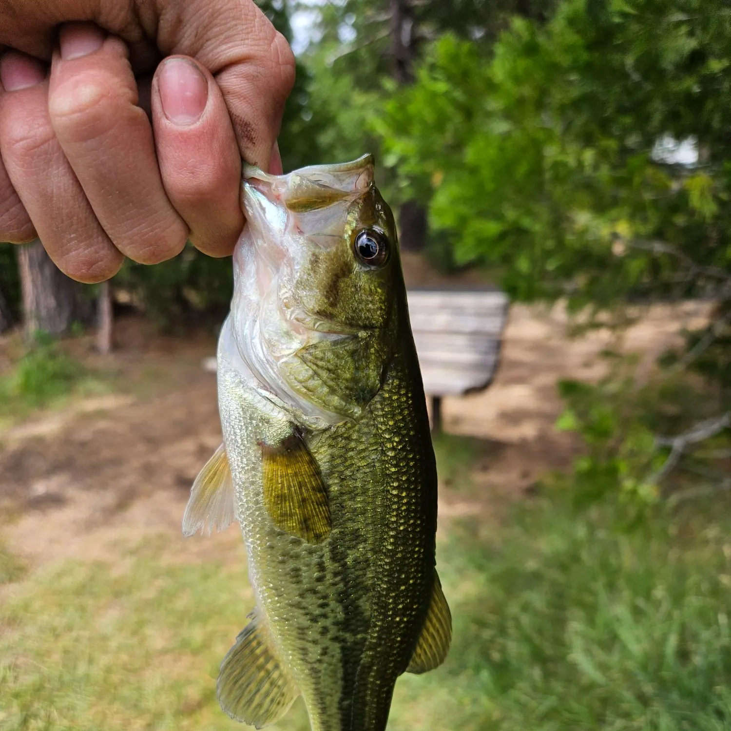 angler catch