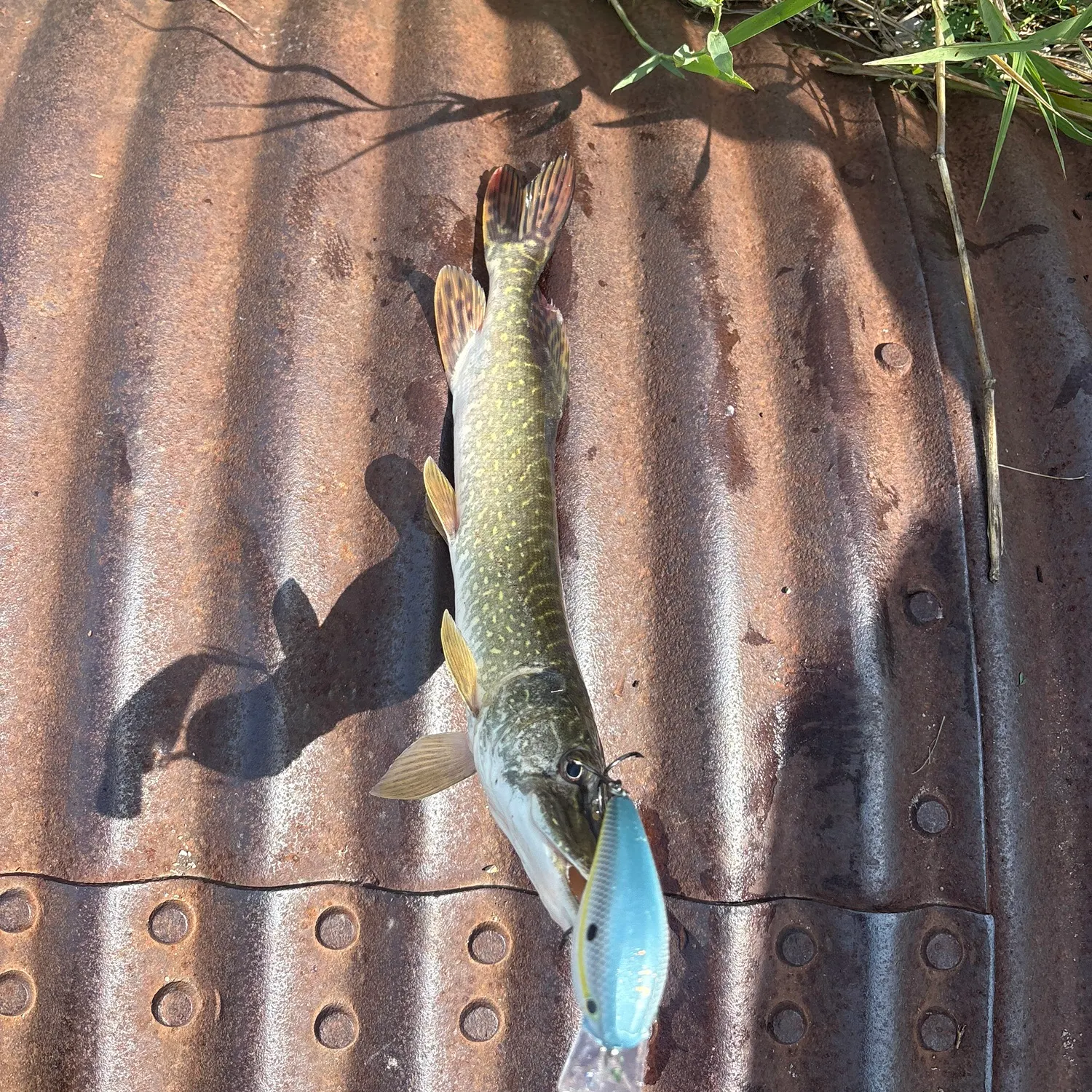 Northern pike caught on Fishbrain