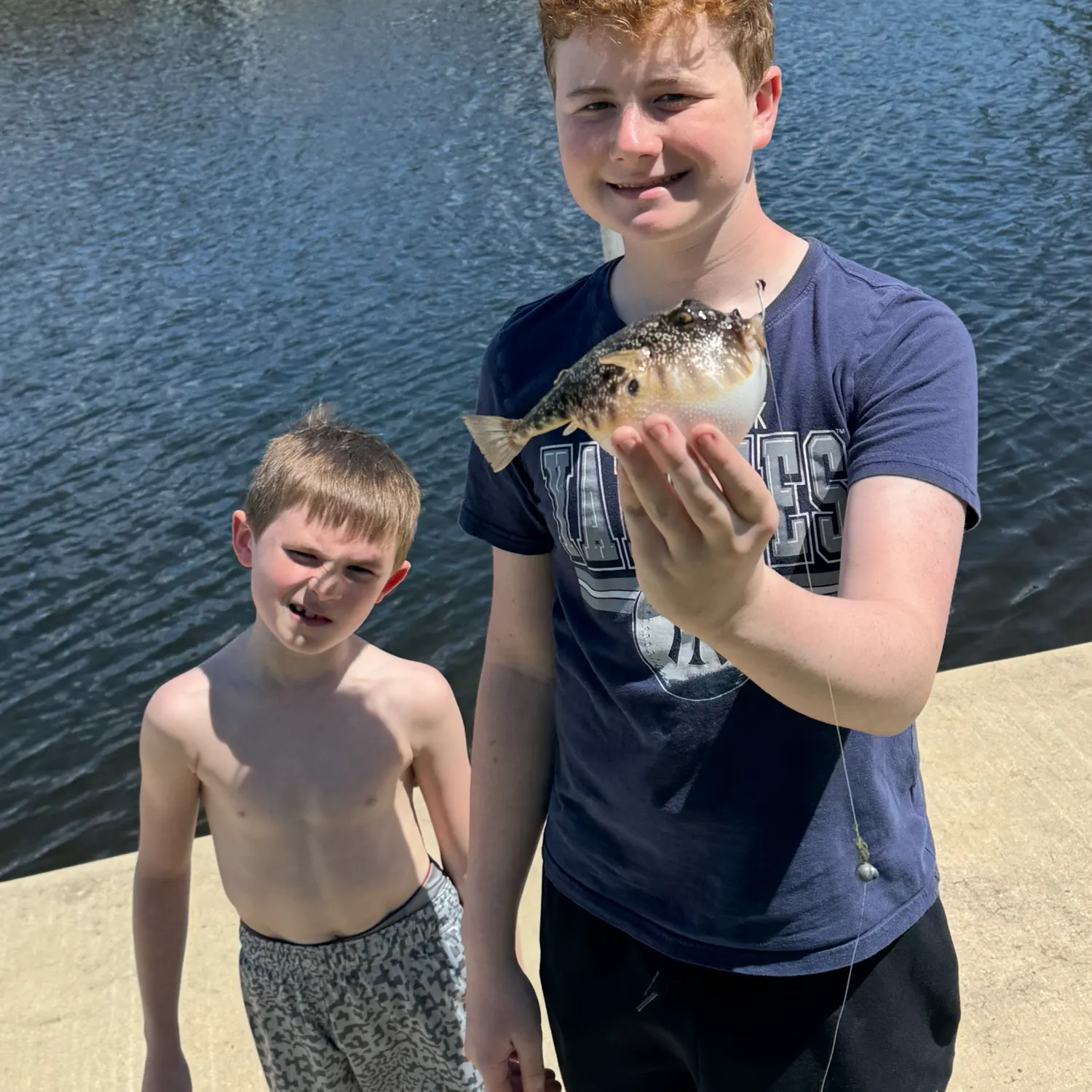 The most recent Northern puffer catches on Fishbrain