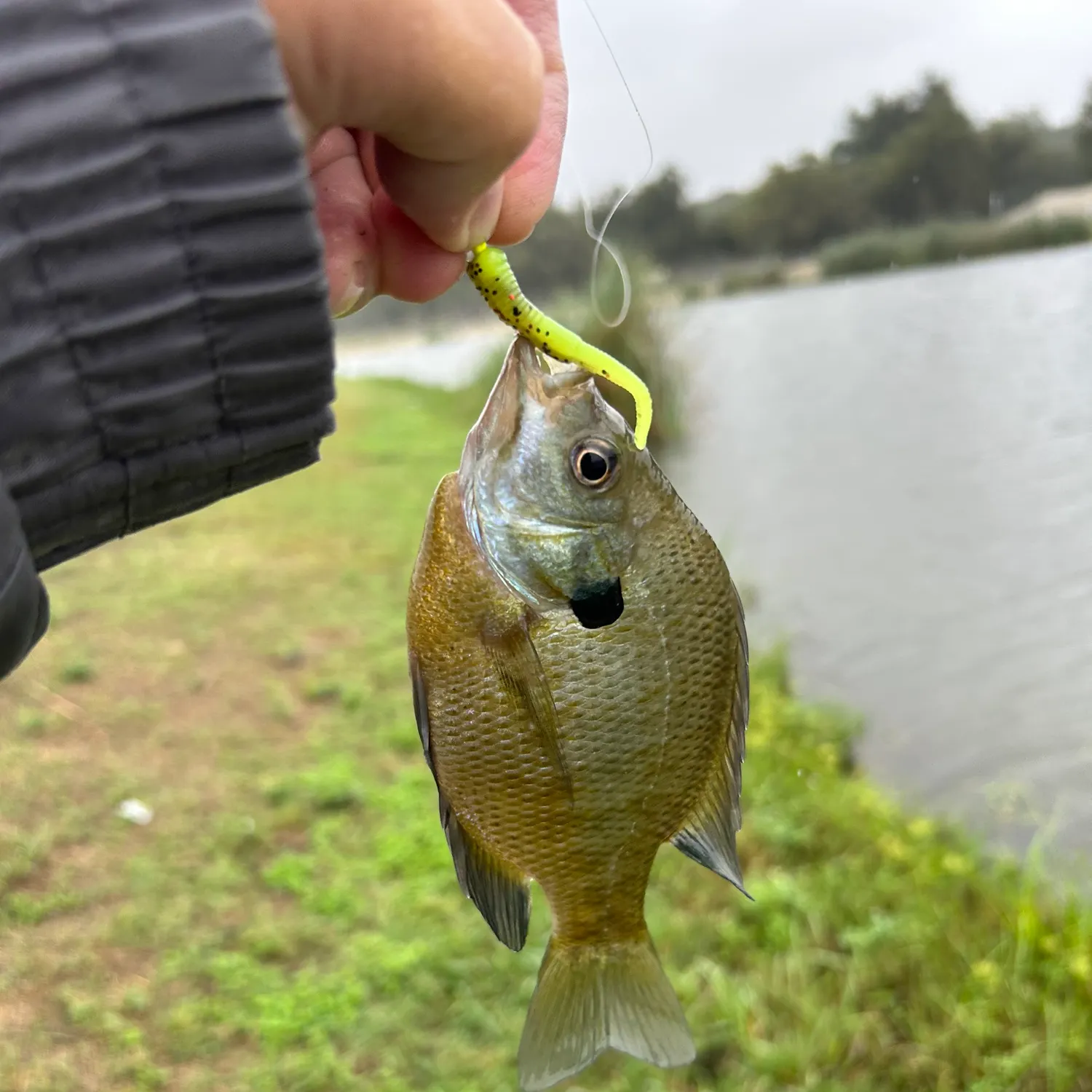 Bluegill caught on Fishbrain