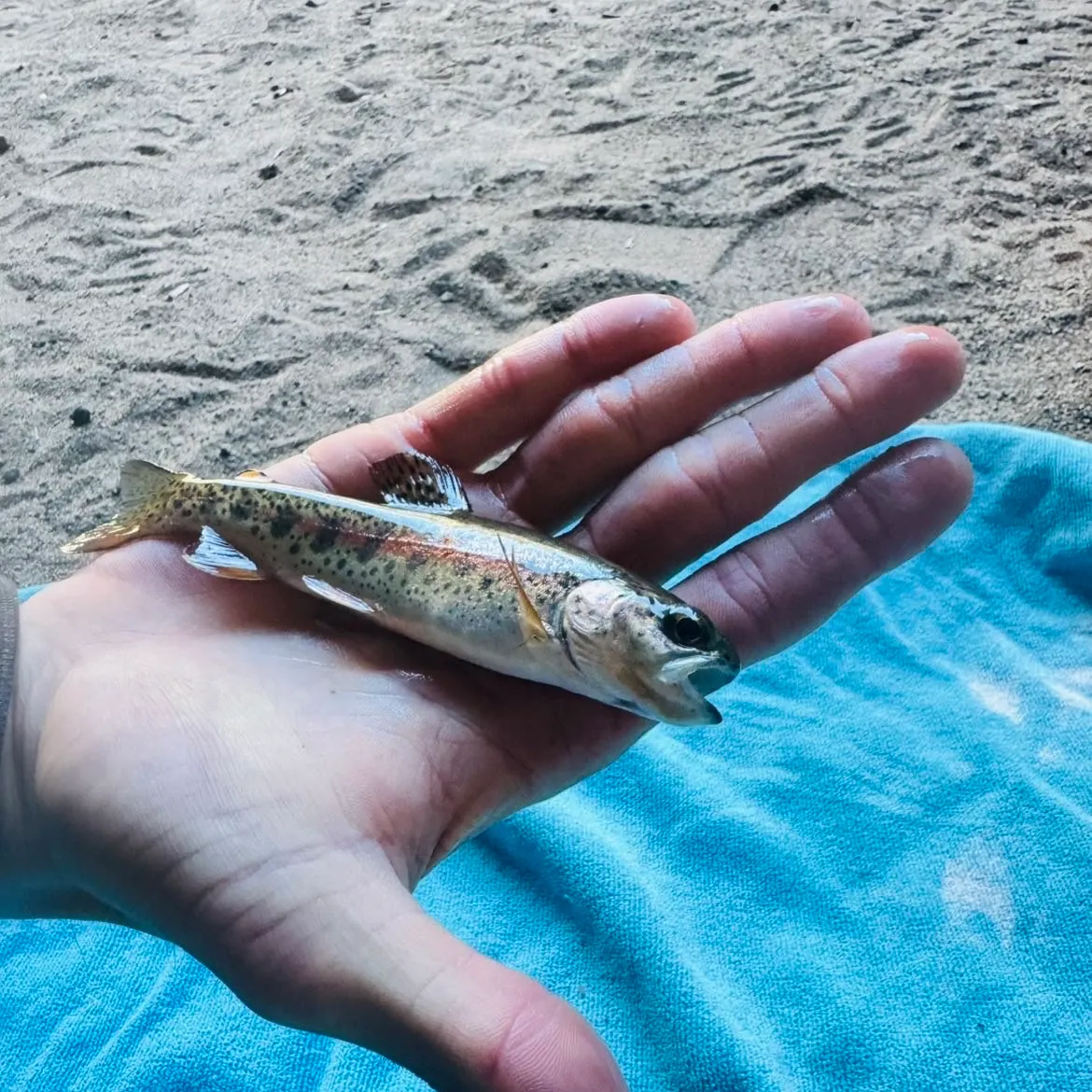 The most recent Great basin redband trout catches on Fishbrain