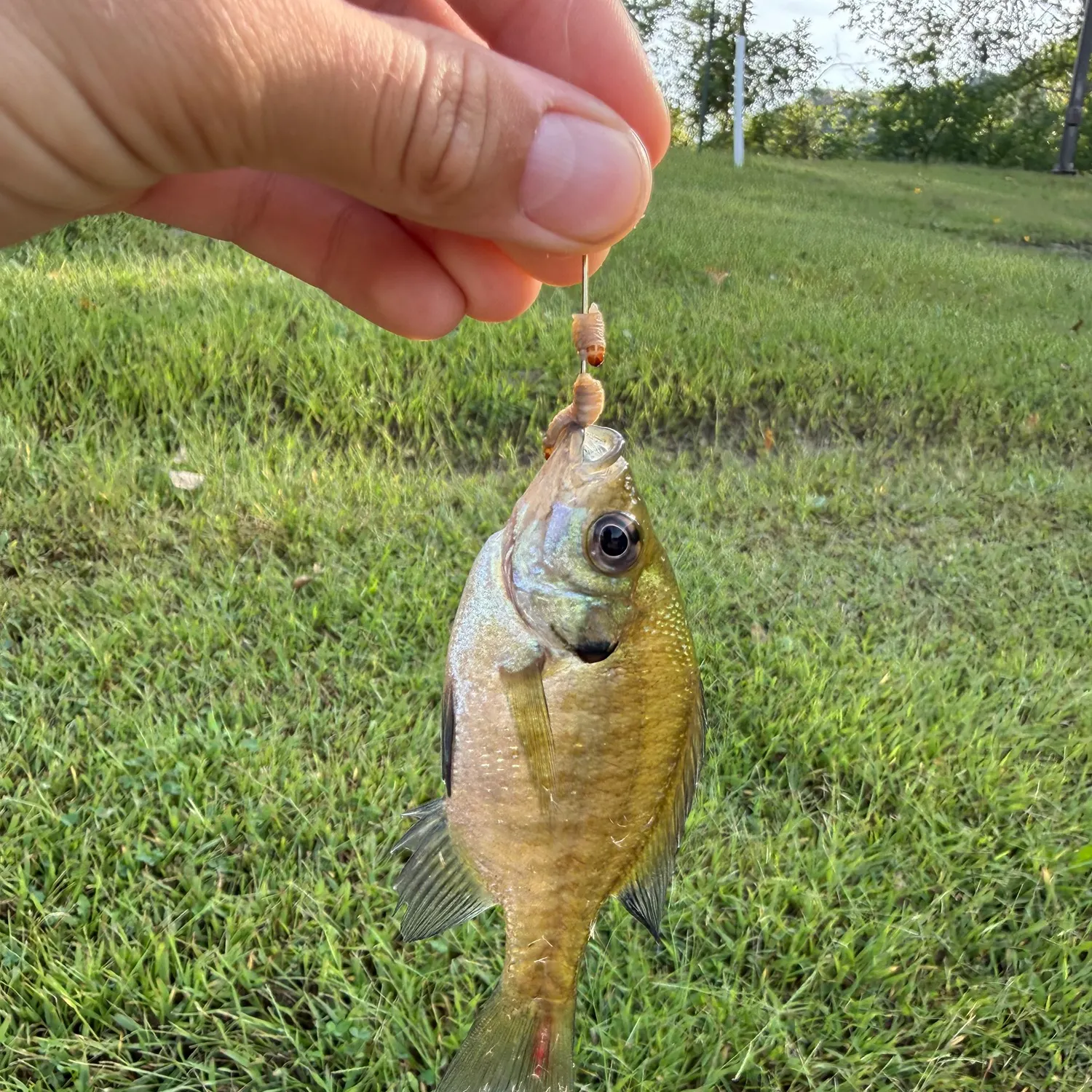 Bluegill caught on Fishbrain
