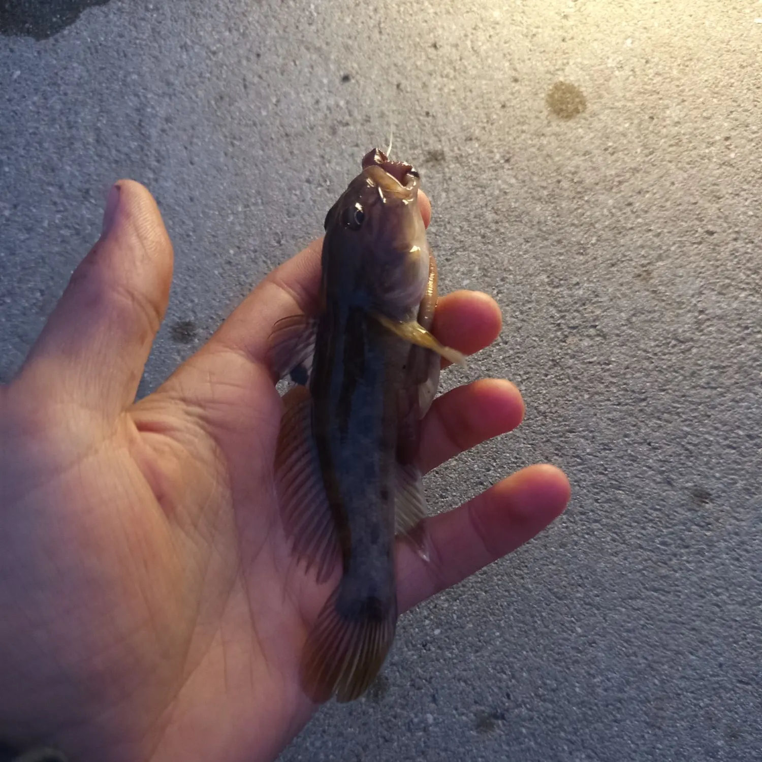 Round goby caught on Fishbrain