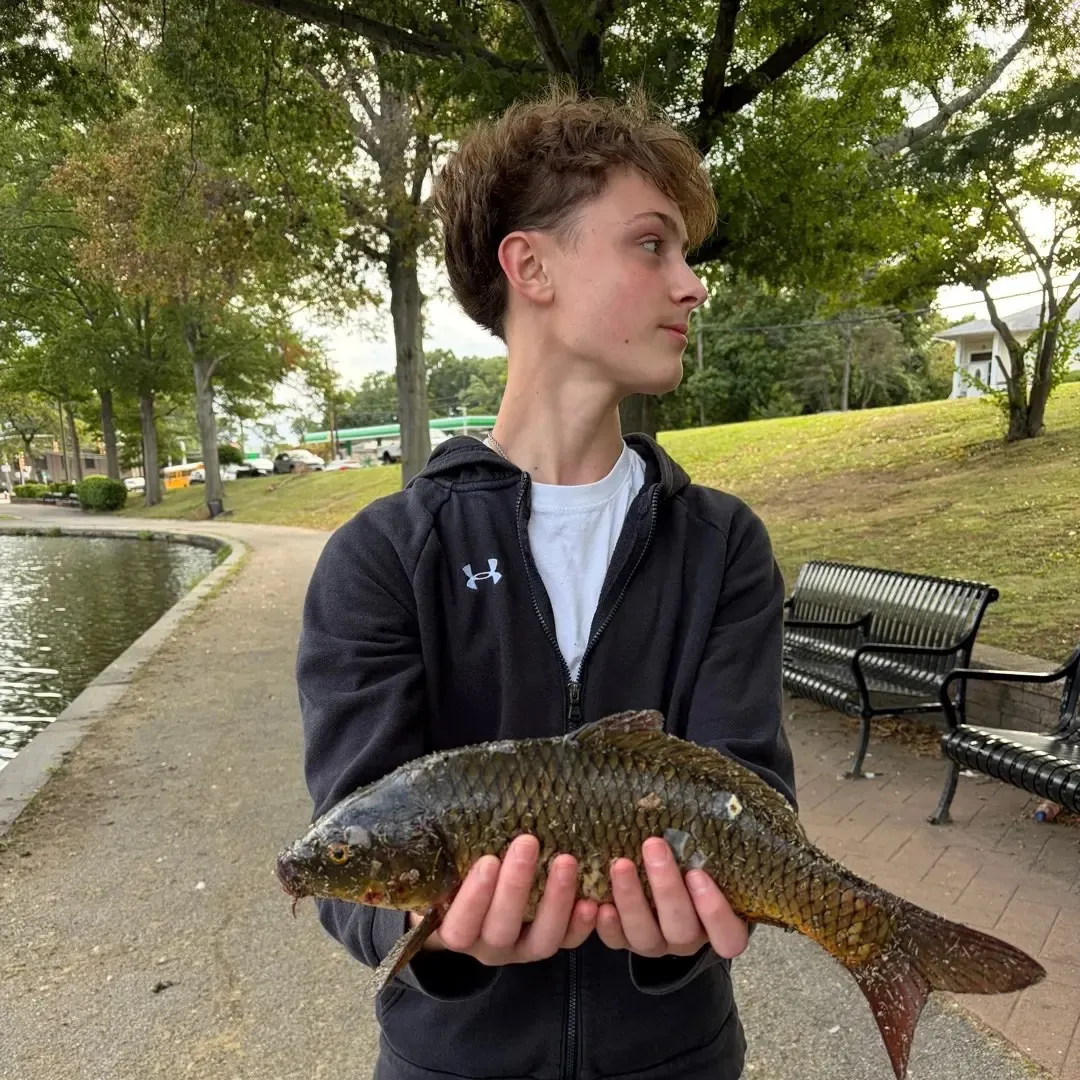Common carp caught on Fishbrain