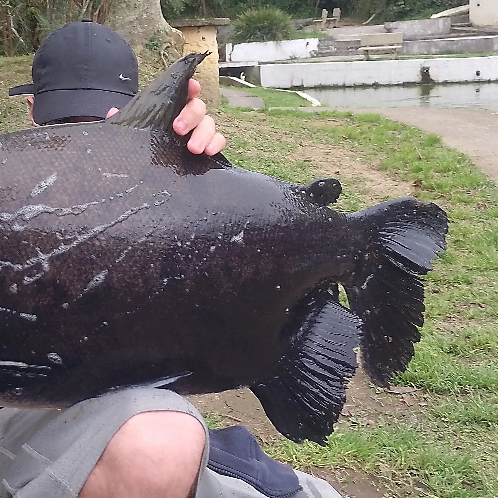 The most recent Tambacu catches on Fishbrain