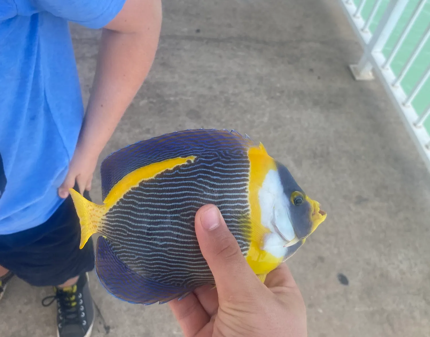 Snubnose pompano