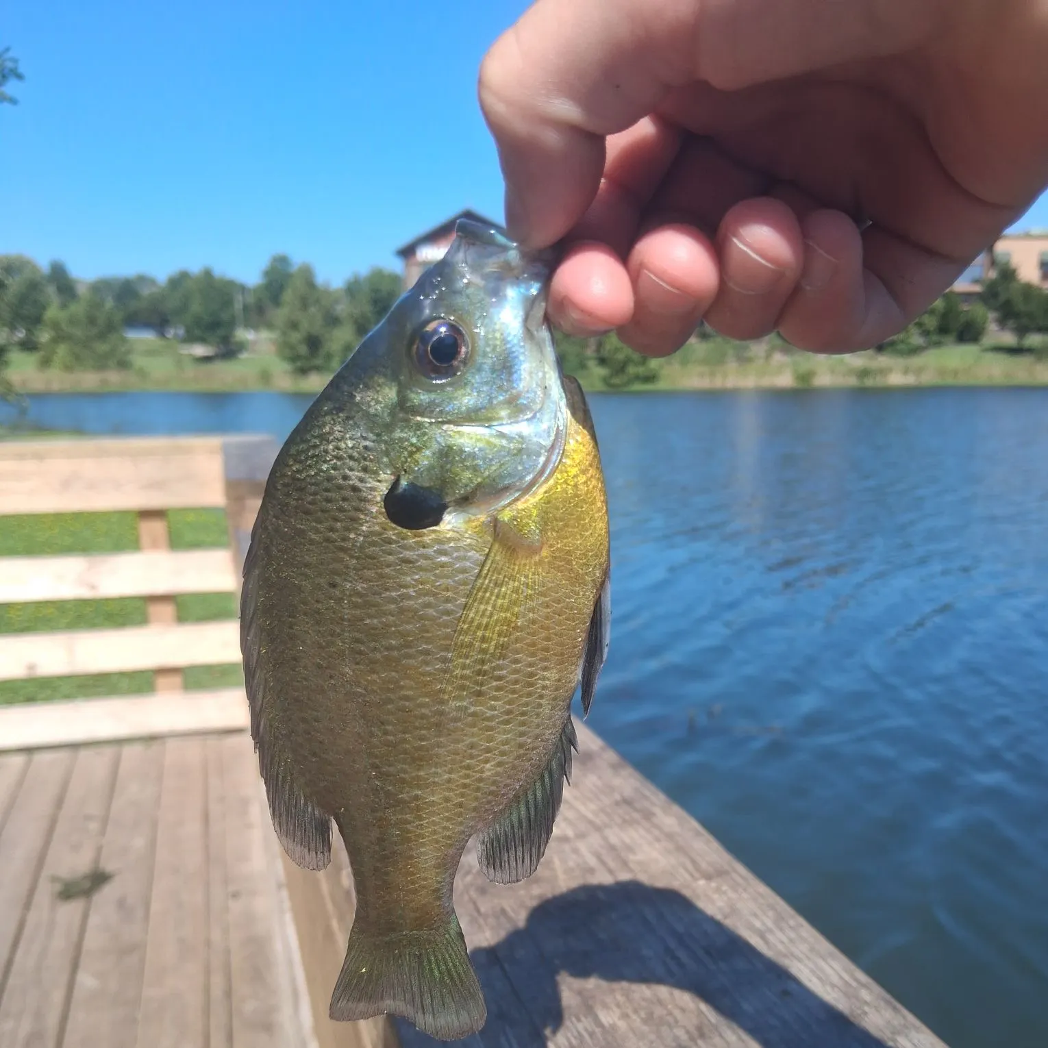 Bluegill caught on Fishbrain