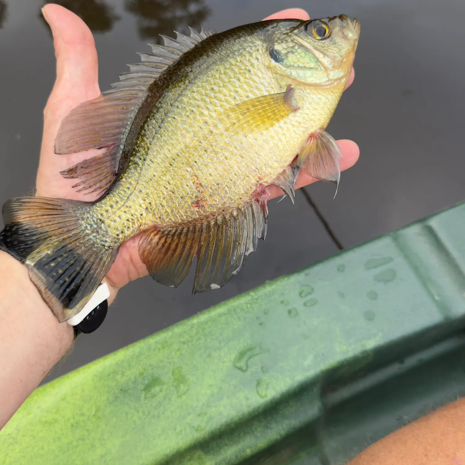 The most recent Flier catches on Fishbrain
