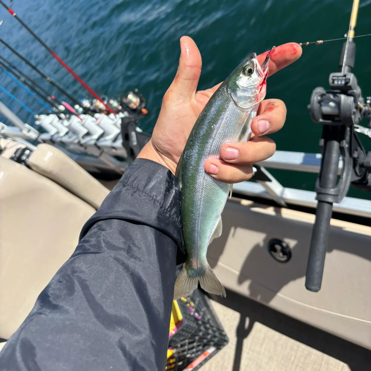 Kokanee salmon caught on Fishbrain