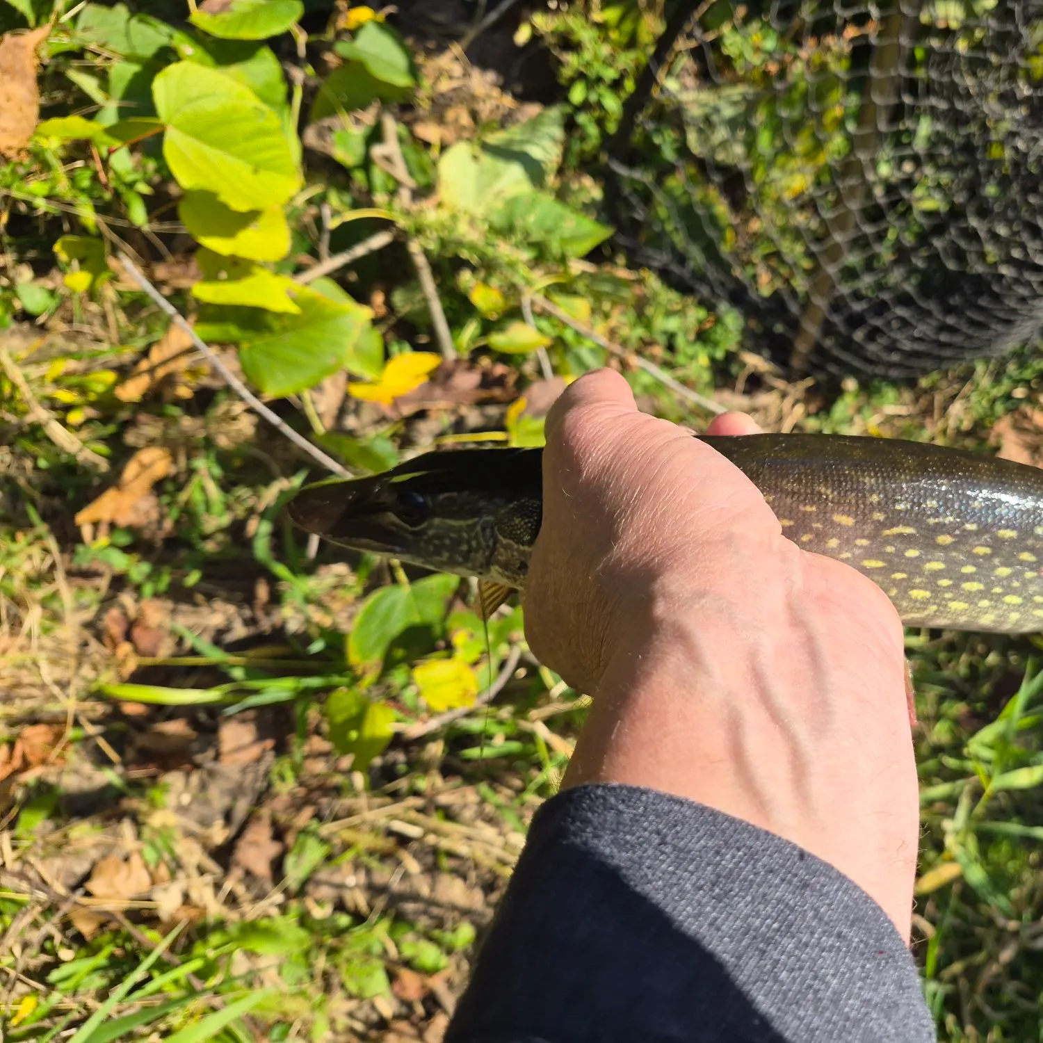Northern pike caught on Fishbrain