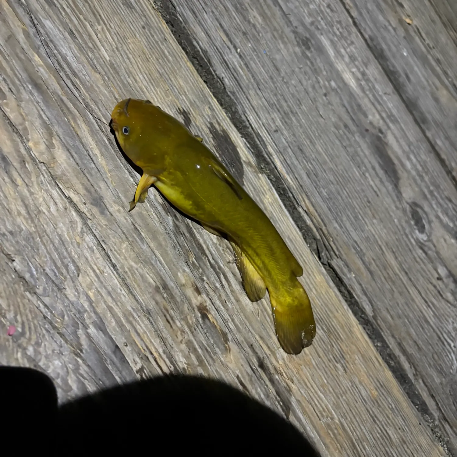 Yellow bullhead caught on Fishbrain
