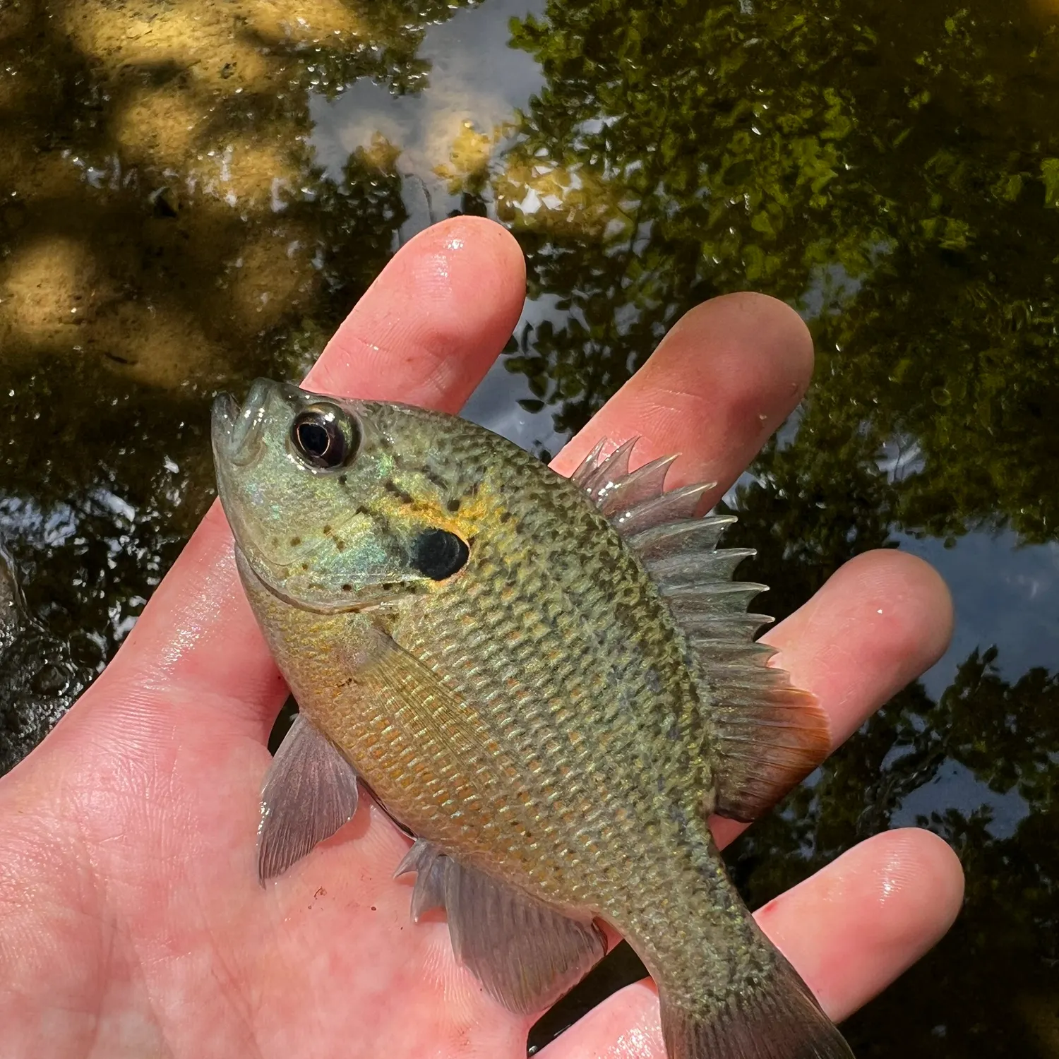 Redspotted sunfish caught on Fishbrain