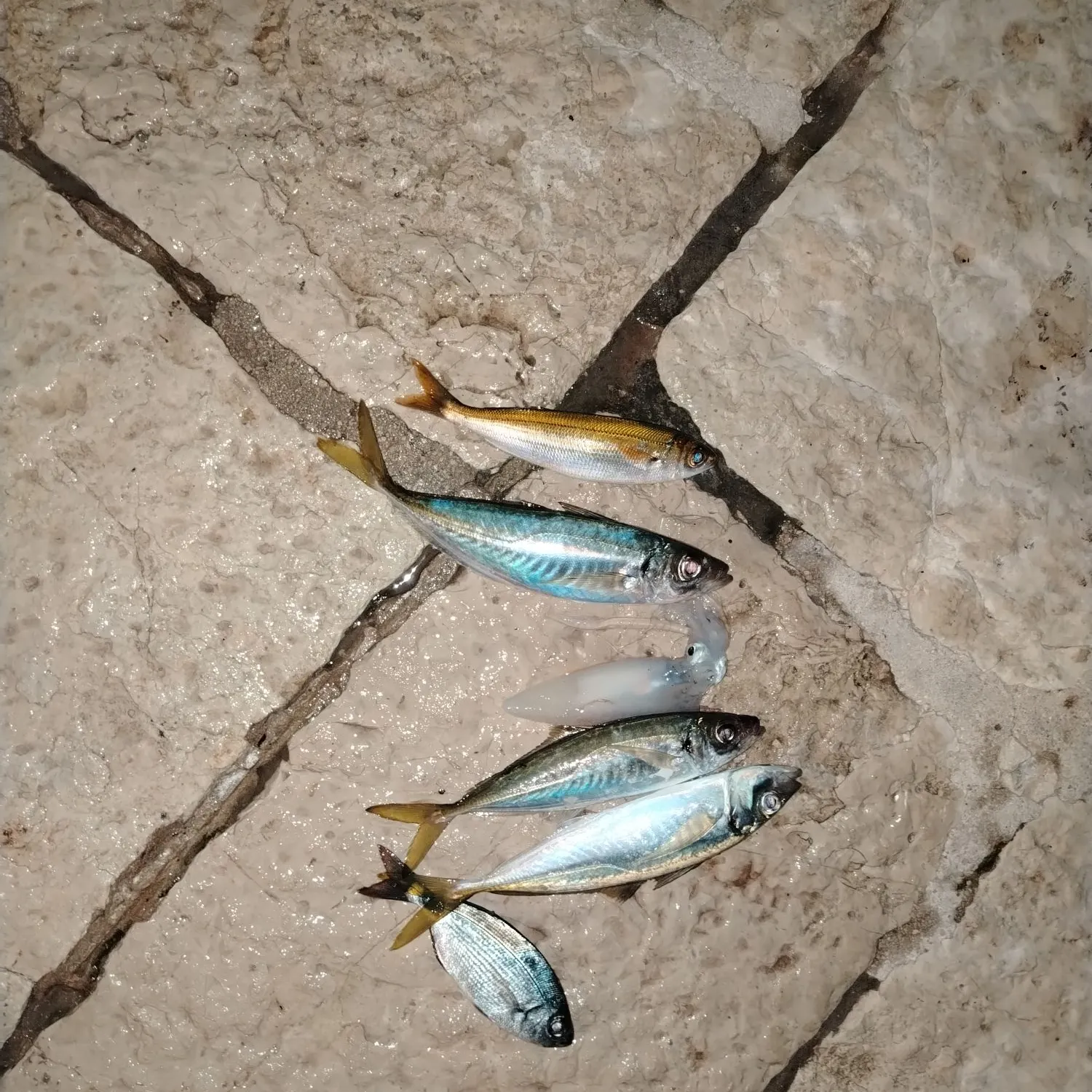 The most recent Mediterranean horse mackerel catches on Fishbrain